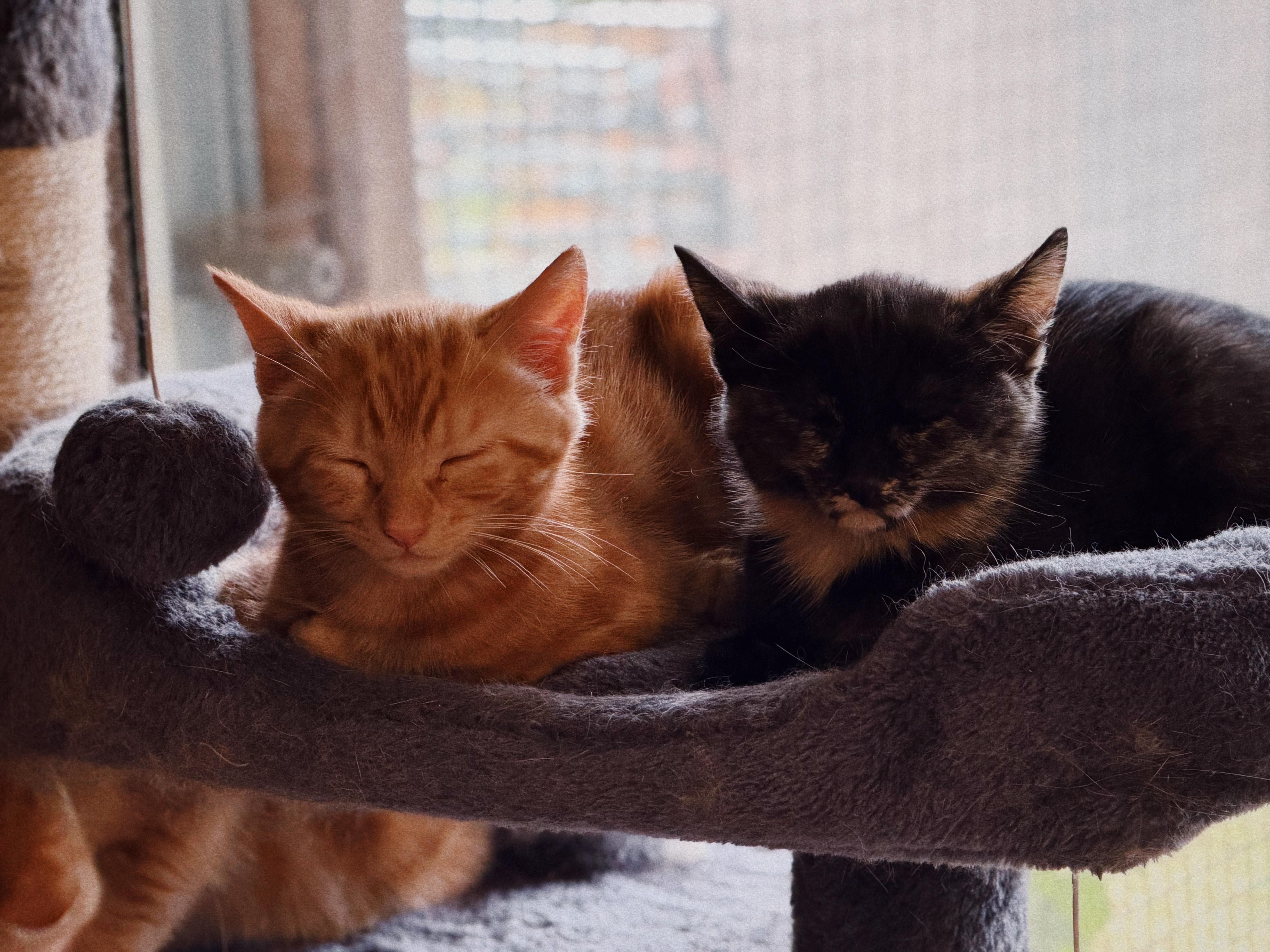Enlarge Peanut and Butter, an adopted Domestic Short Hair in Roberts Creek, BC image 2/4