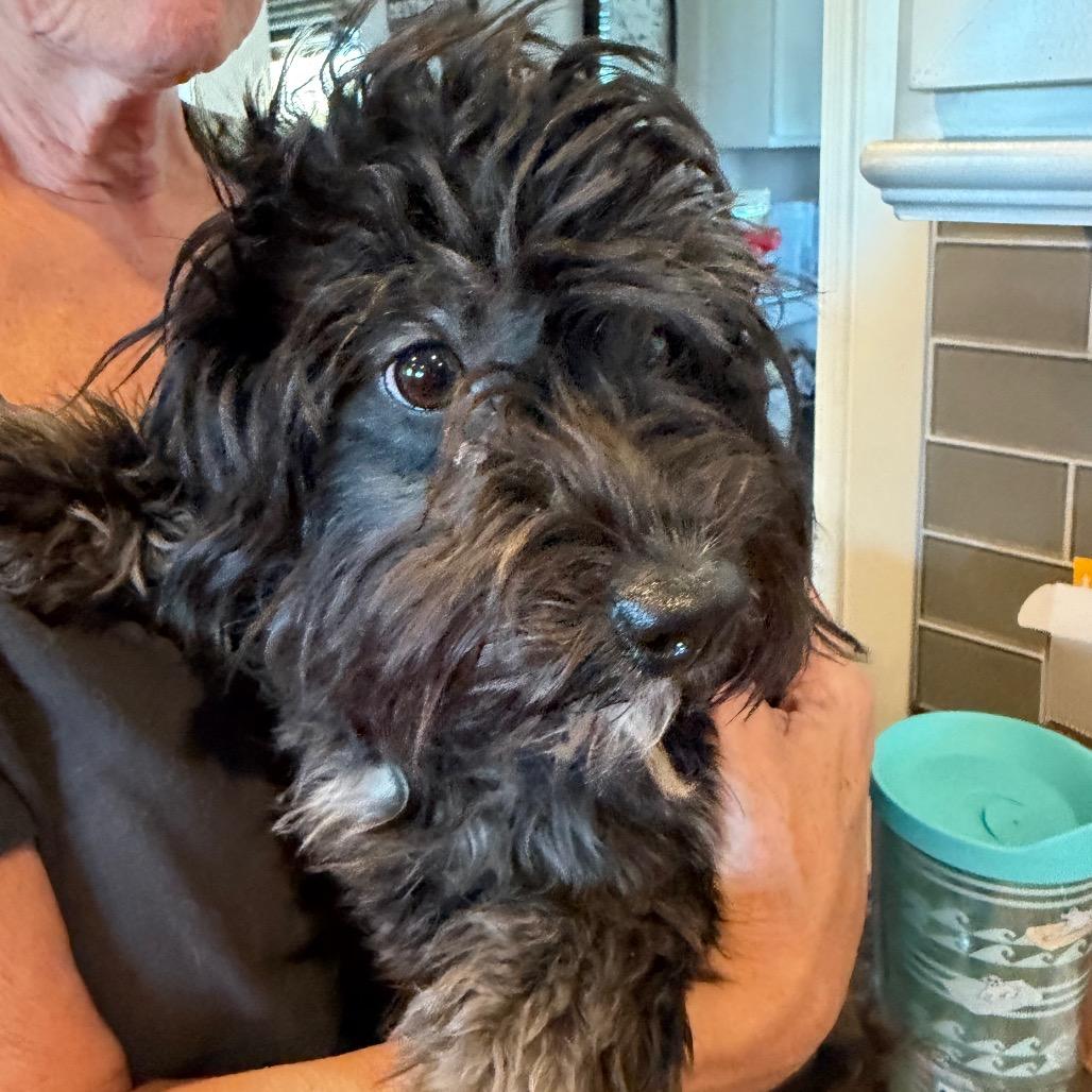 Nisha, Adoptable, Young Female Havanese & Miniature Poodle.
