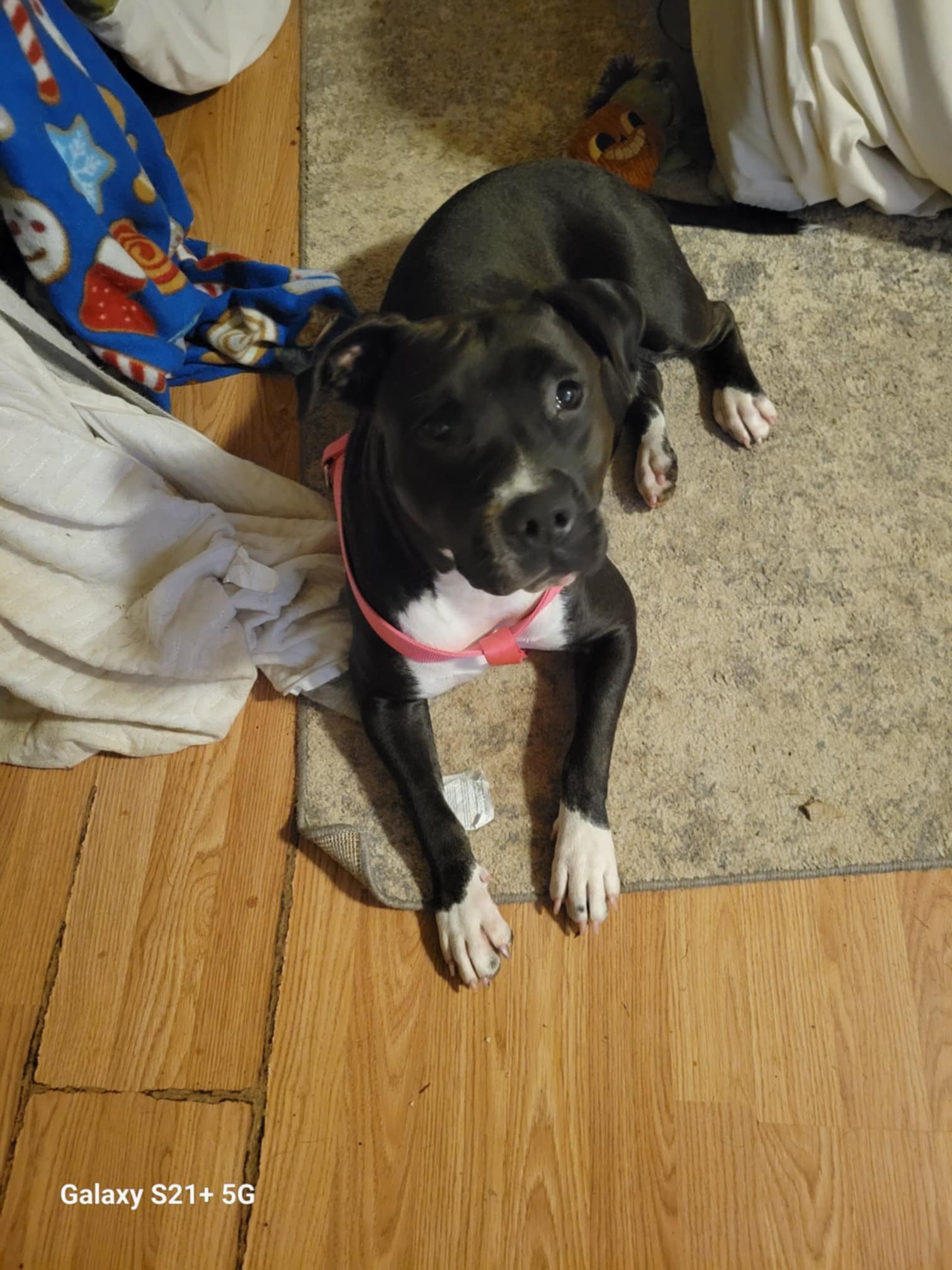Katie, Adoptable, Adult Female Pit Bull Terrier.