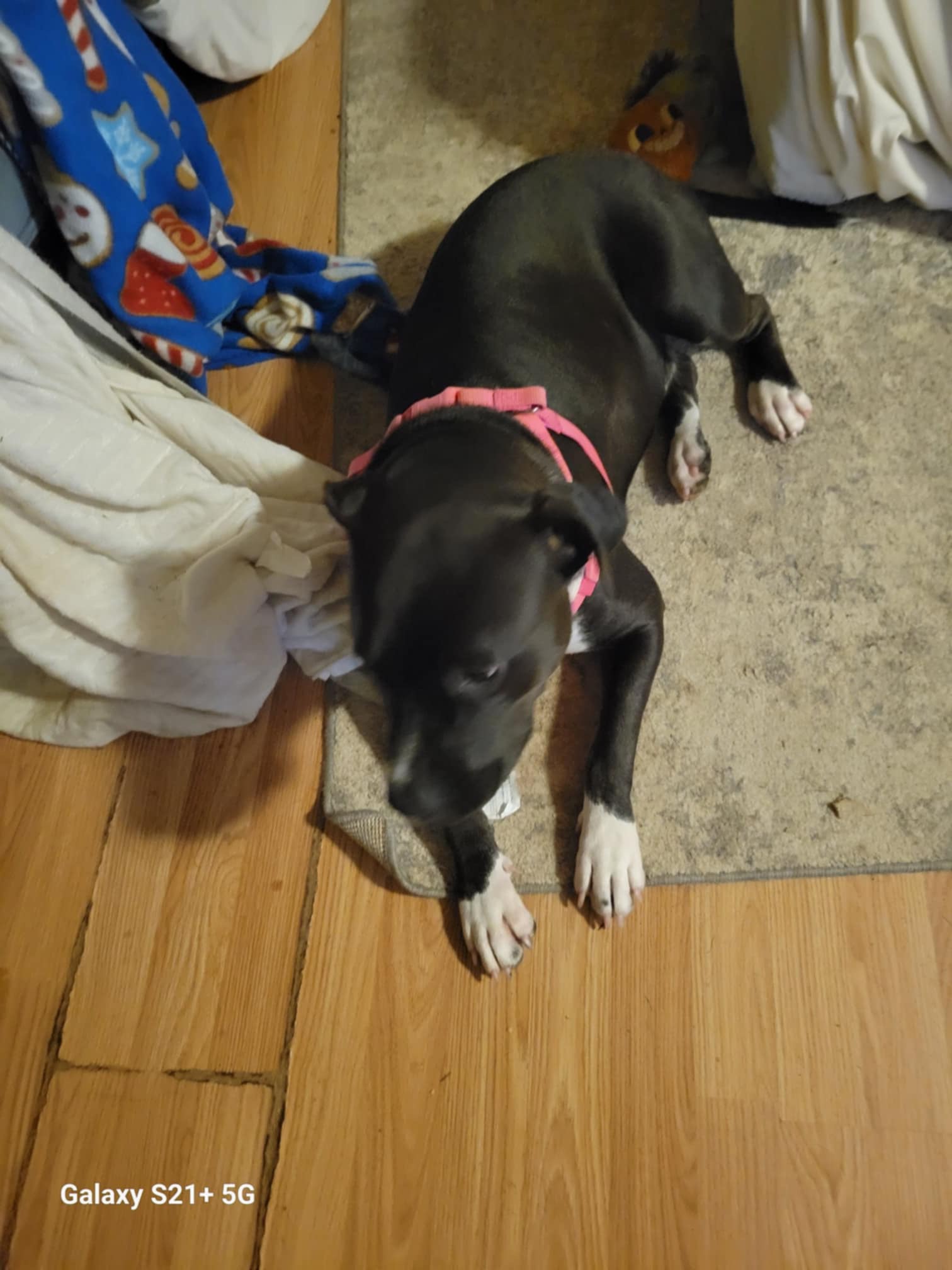 Katie, a Adoptable mixed breed in Trinity, NC image 2/3