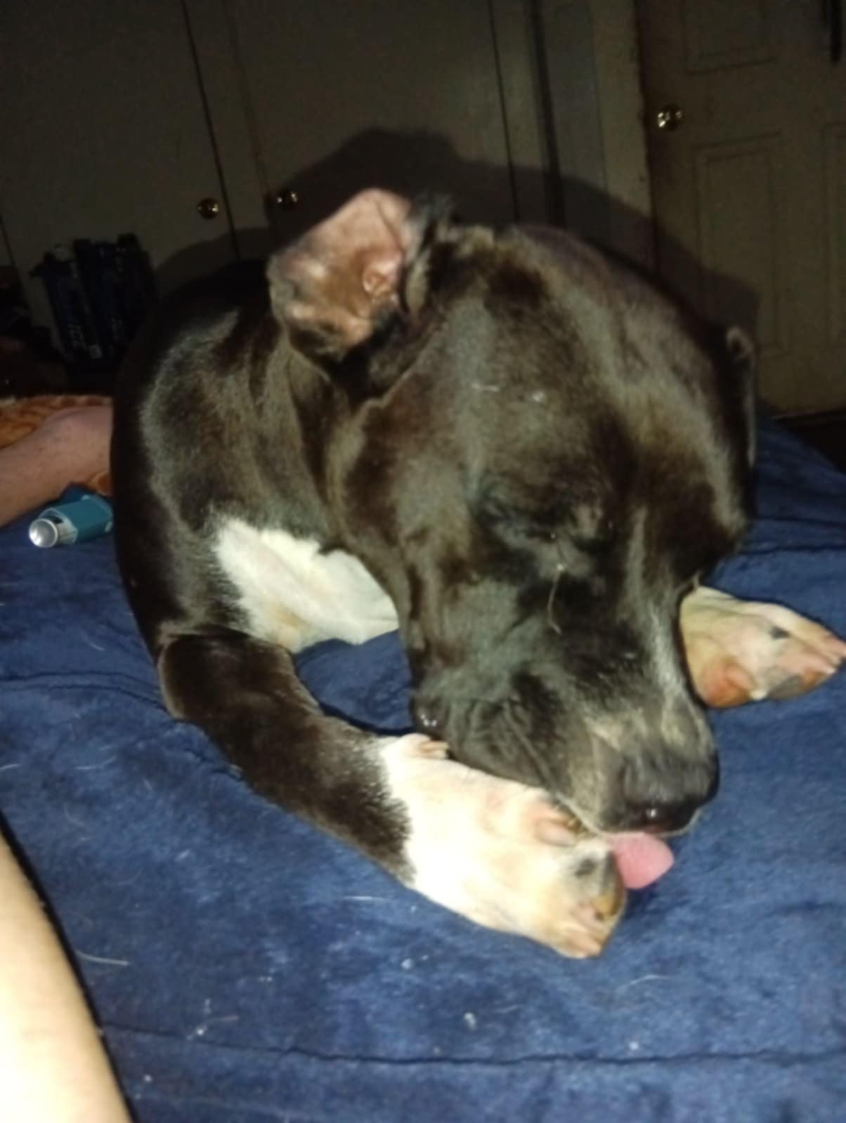 Katie, a Adoptable mixed breed in Trinity, NC image 3/3