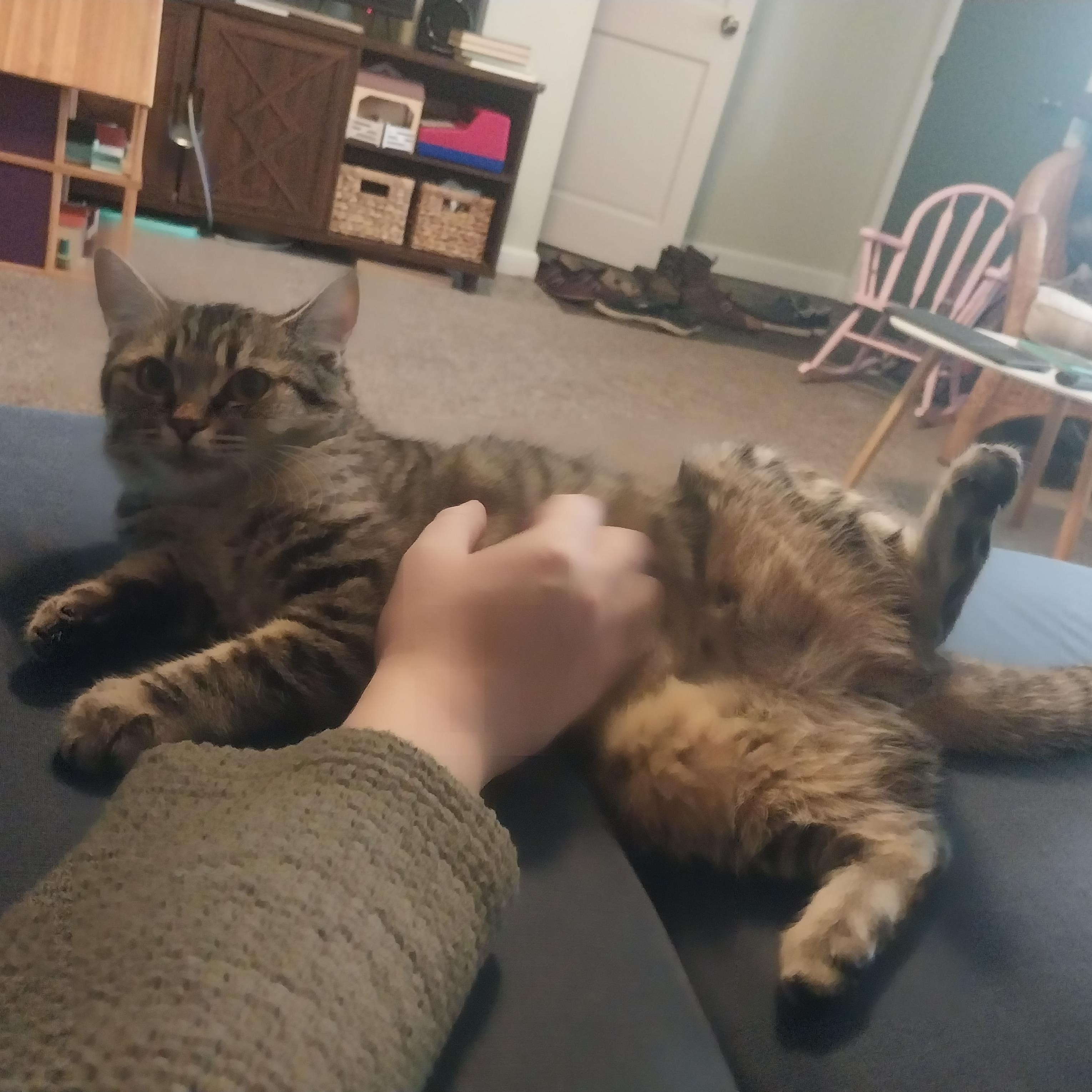 Enlarge Wonda, a ADOPTABLE mixed breed in Elmhurst, IL image 2/6