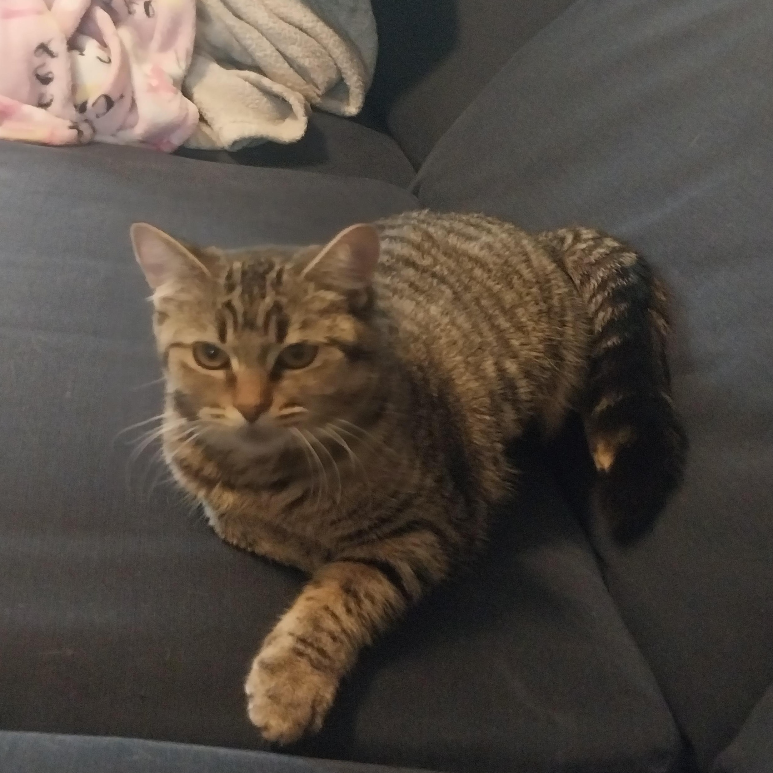 Enlarge Wonda, a ADOPTABLE mixed breed in Elmhurst, IL image 3/6