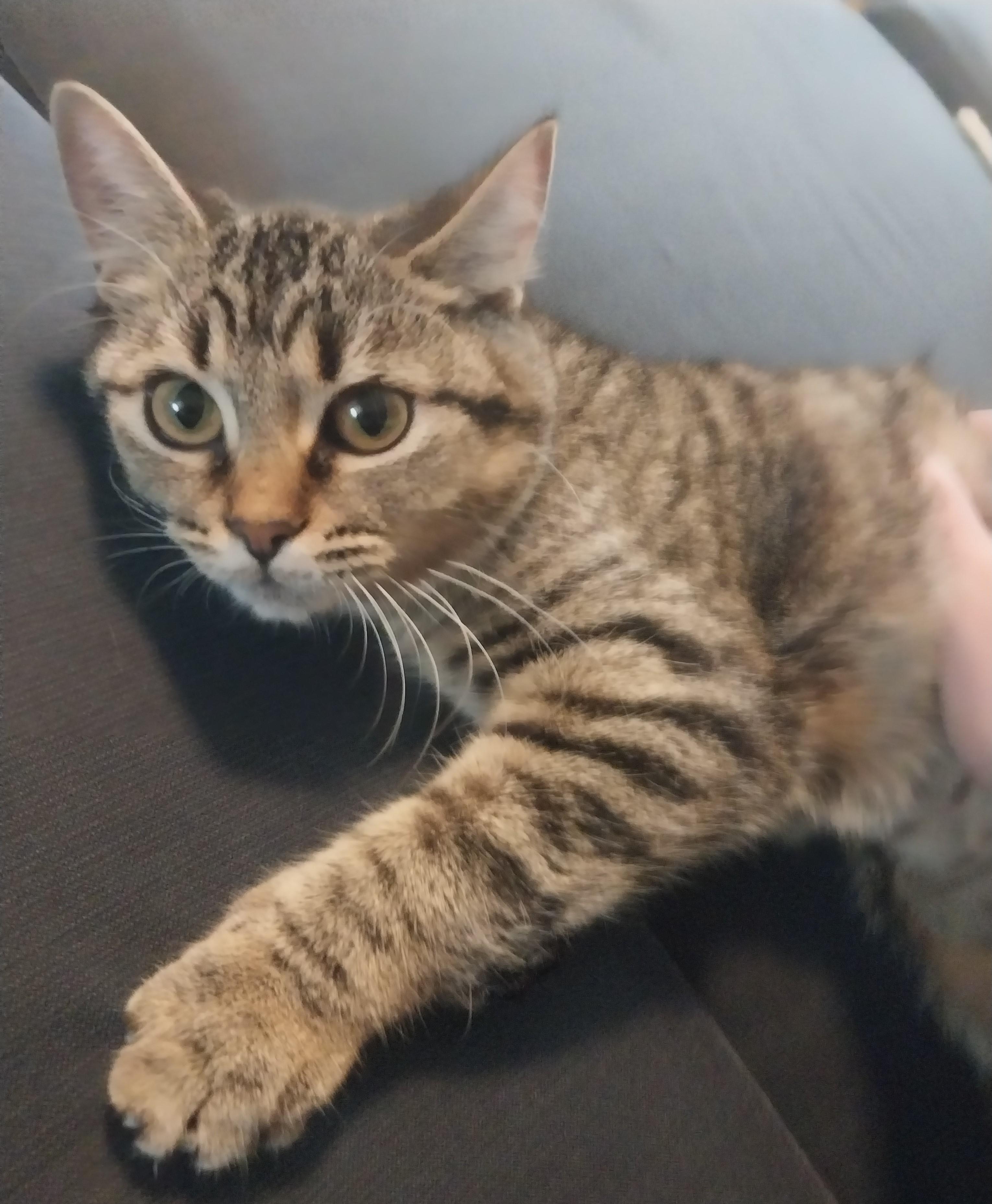 Wonda, ADOPTABLE, Kitten Female Tabby & Domestic Short Hair.