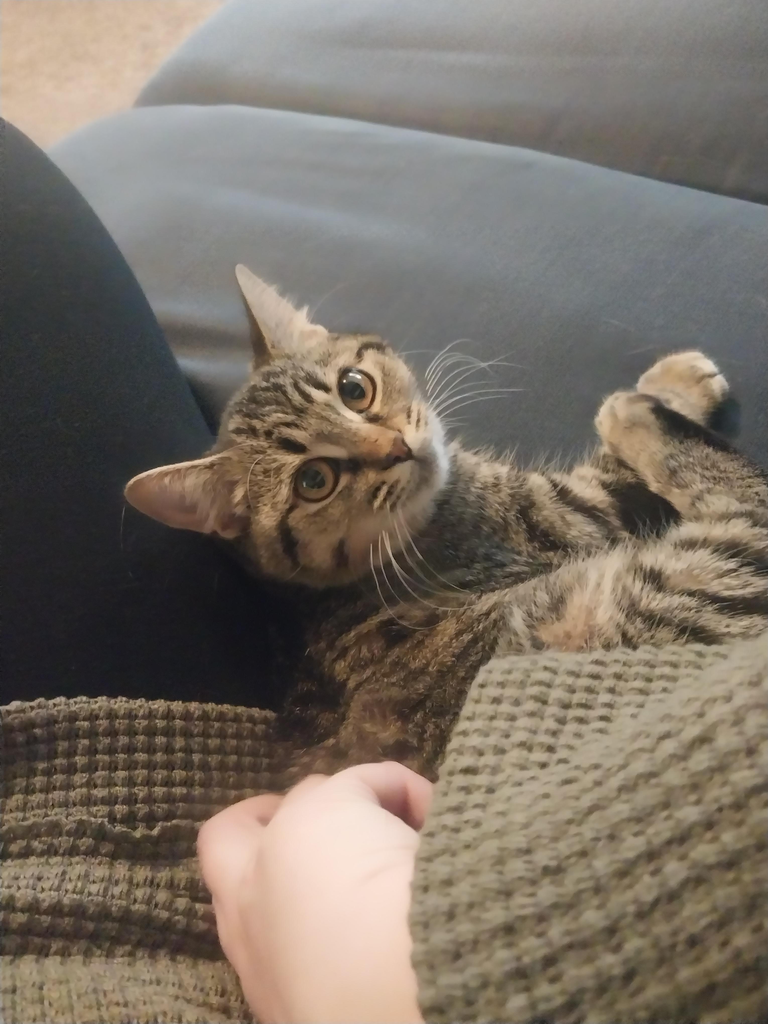 Enlarge Wonda, a ADOPTABLE mixed breed in Elmhurst, IL image 4/6