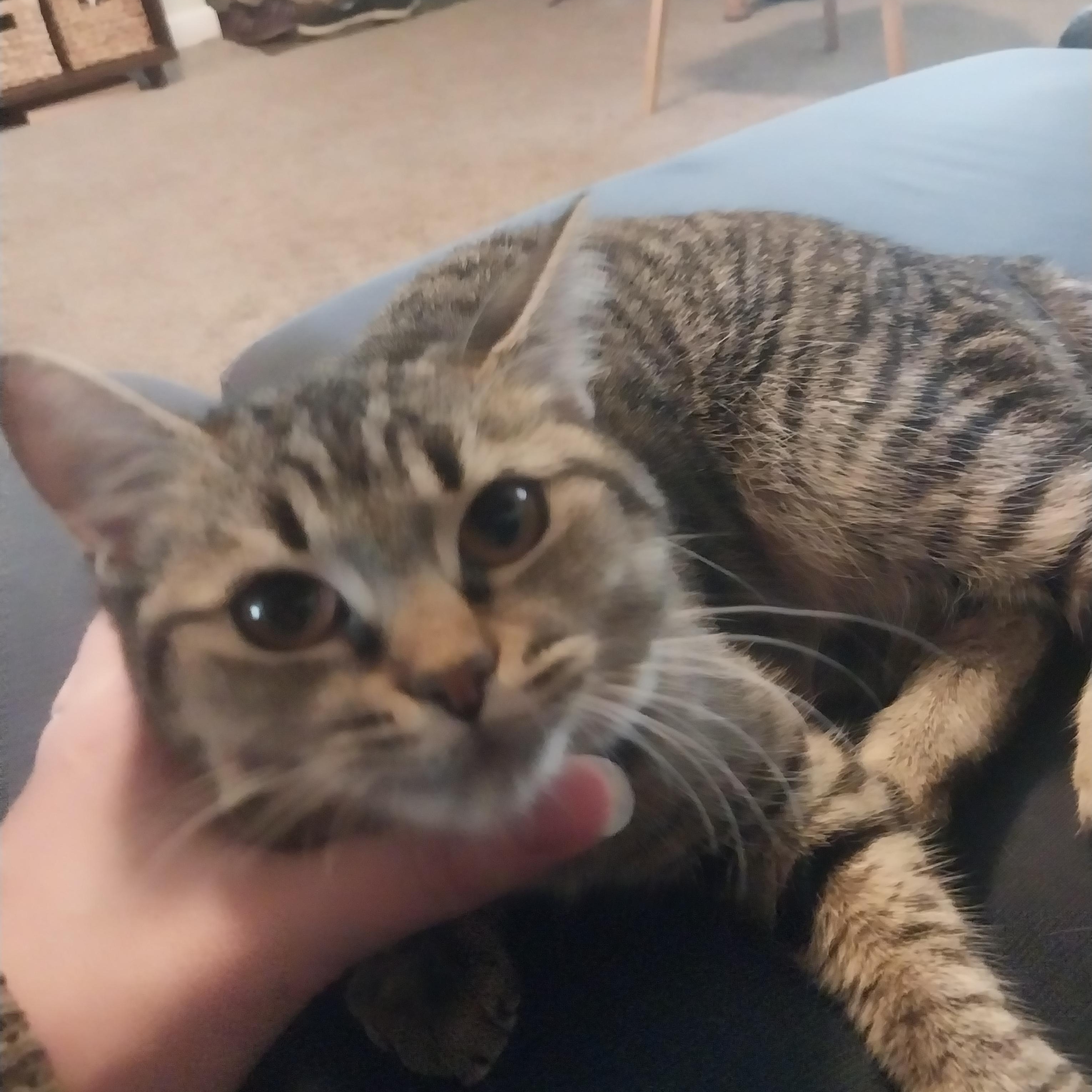 Enlarge Wonda, a ADOPTABLE mixed breed in Elmhurst, IL image 5/6