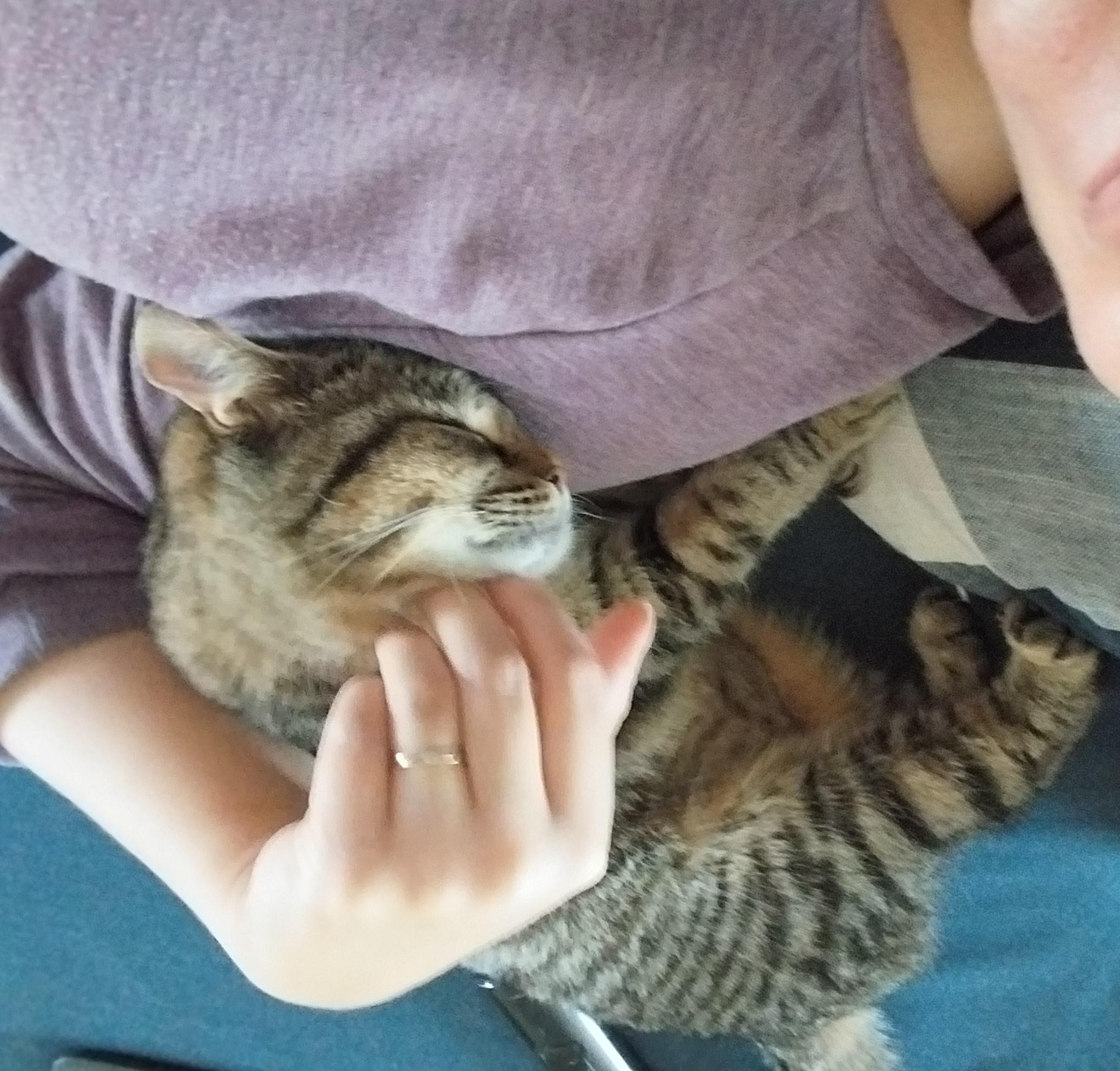 Enlarge Wonda, a ADOPTABLE mixed breed in Elmhurst, IL image 6/6