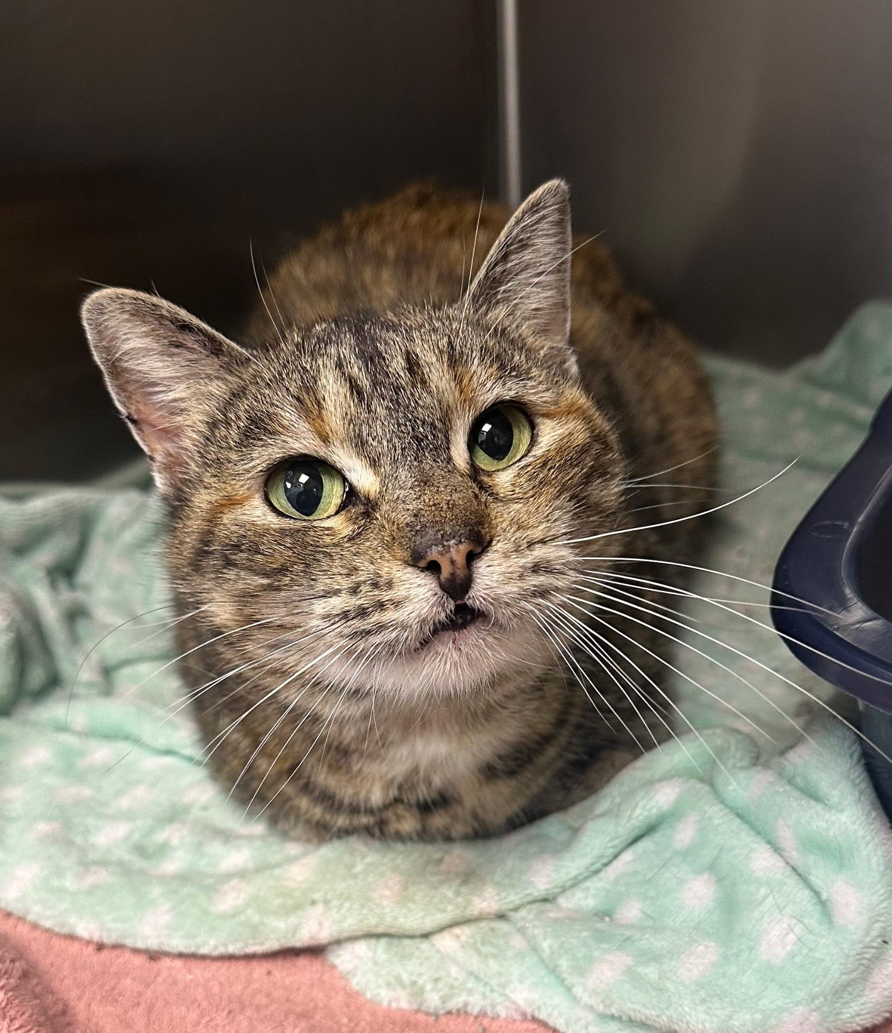 Cats & Kittens for Adoption in Ann Arbor, MI | Petfinder