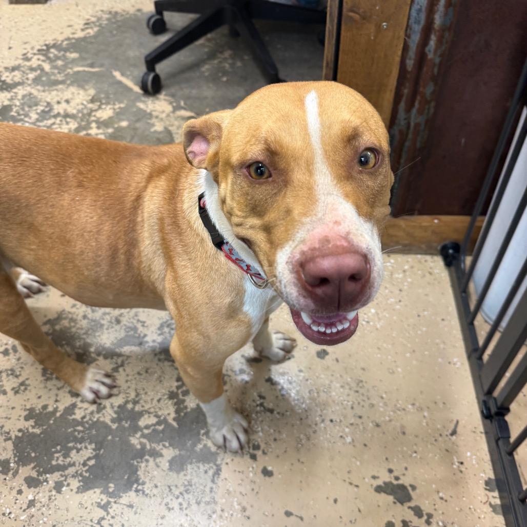 Yam, Adoptable, Adult Female Staffordshire Bull Terrier.