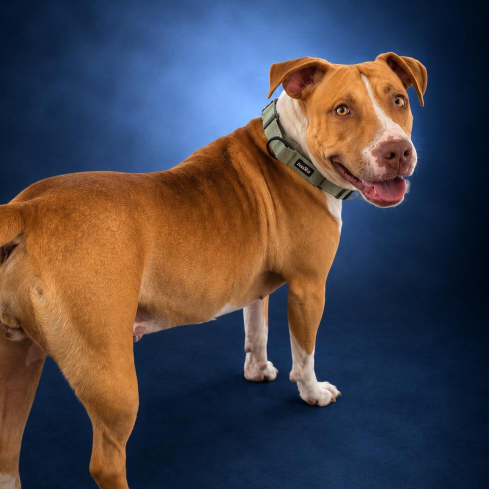 Enlarge Yam, a Adoptable mixed breed in Newport, TN image 1/6