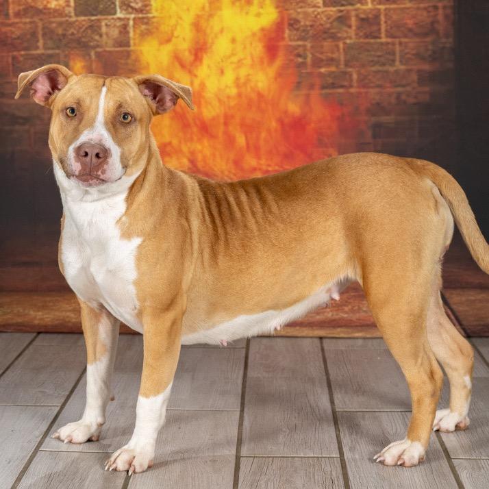Yam, a Adoptable Staffordshire Bull Terrier in Newport, TN image 2/6