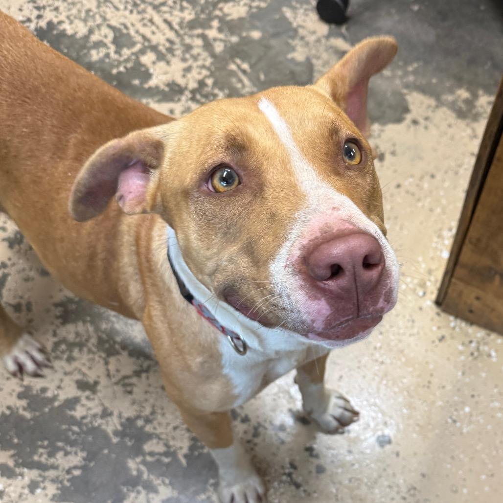 Yam, a Adoptable Staffordshire Bull Terrier in Newport, TN image 3/6