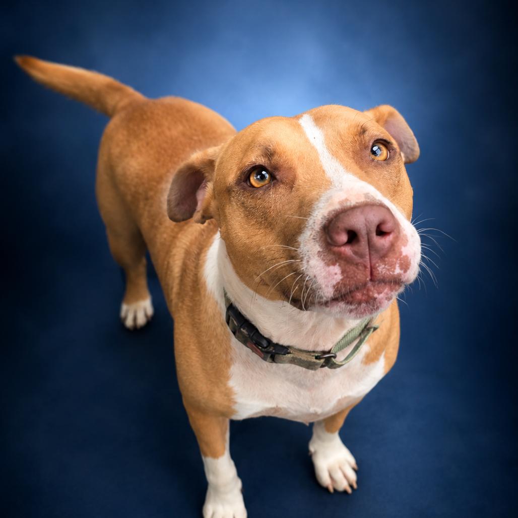 Enlarge Yam, a Adoptable mixed breed in Newport, TN image 3/6