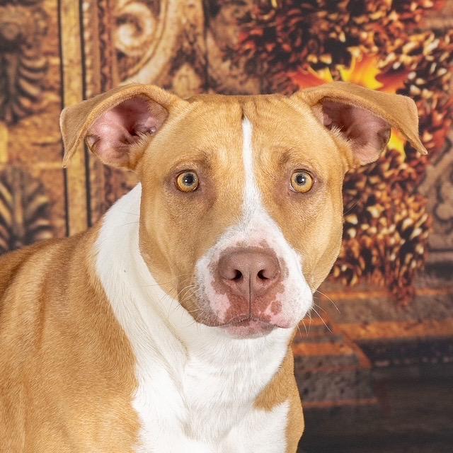 Enlarge Yam, a Adoptable mixed breed in Newport, TN image 5/6