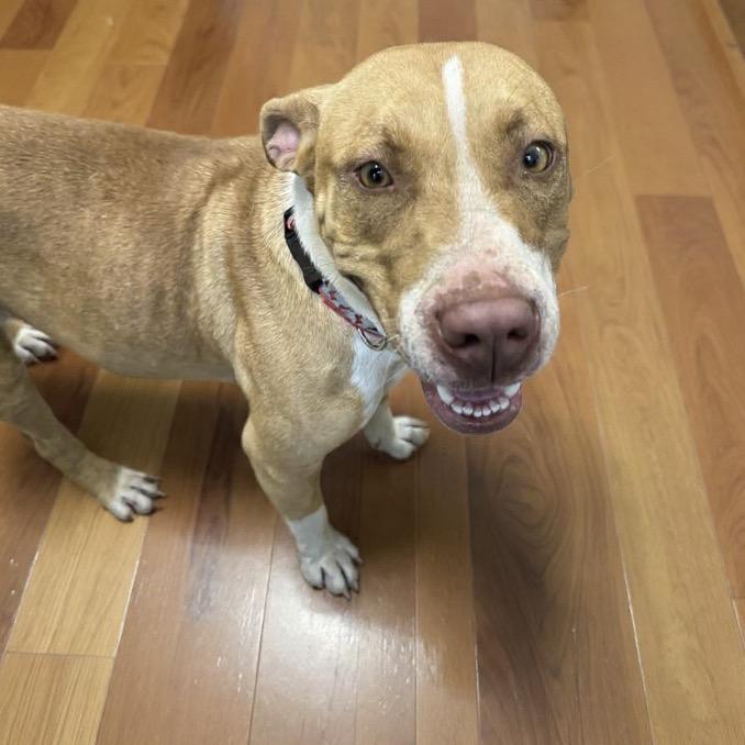 Yam, a Adoptable Staffordshire Bull Terrier in Newport, TN image 4/6