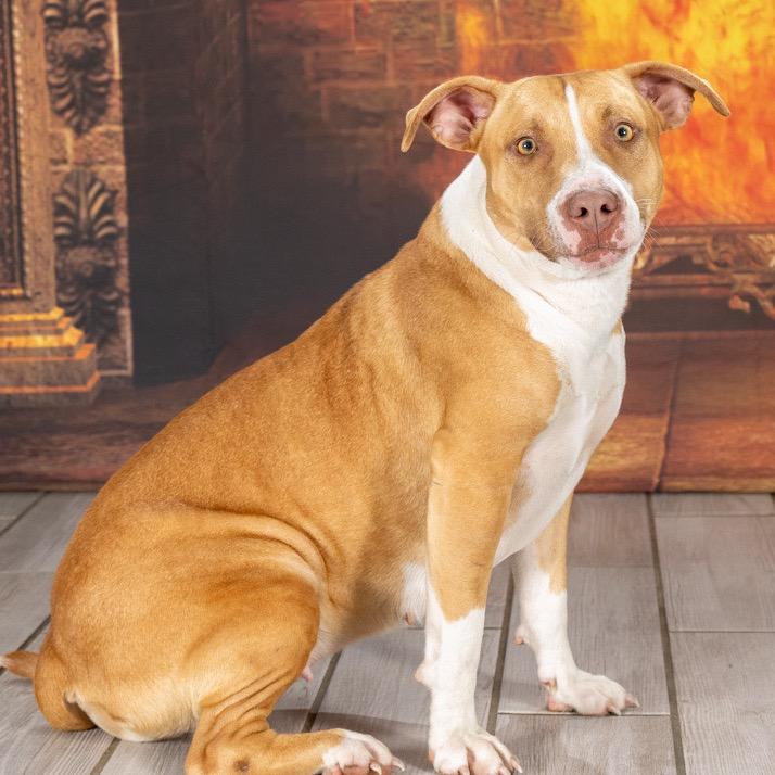 Yam, a Adoptable Staffordshire Bull Terrier in Newport, TN image 5/6