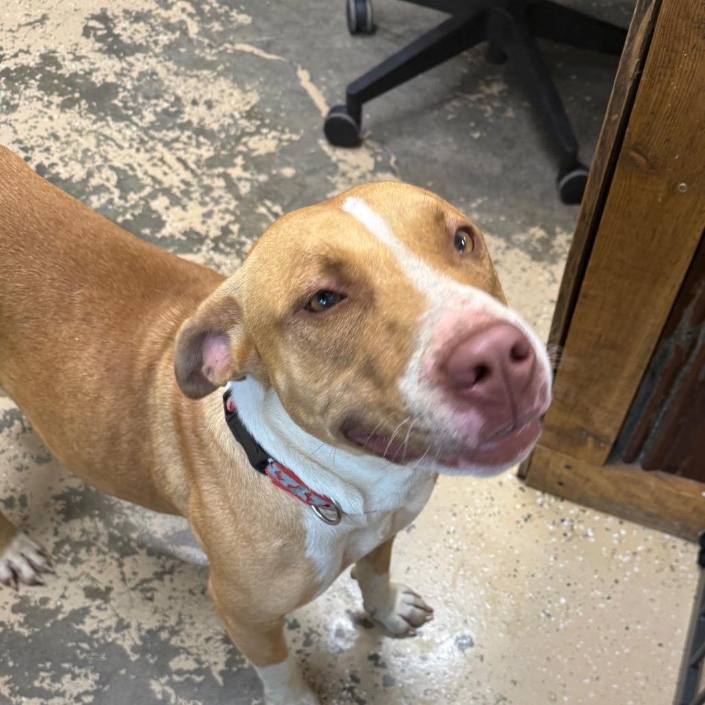 Yam, a Adoptable Staffordshire Bull Terrier in Newport, TN image 6/6