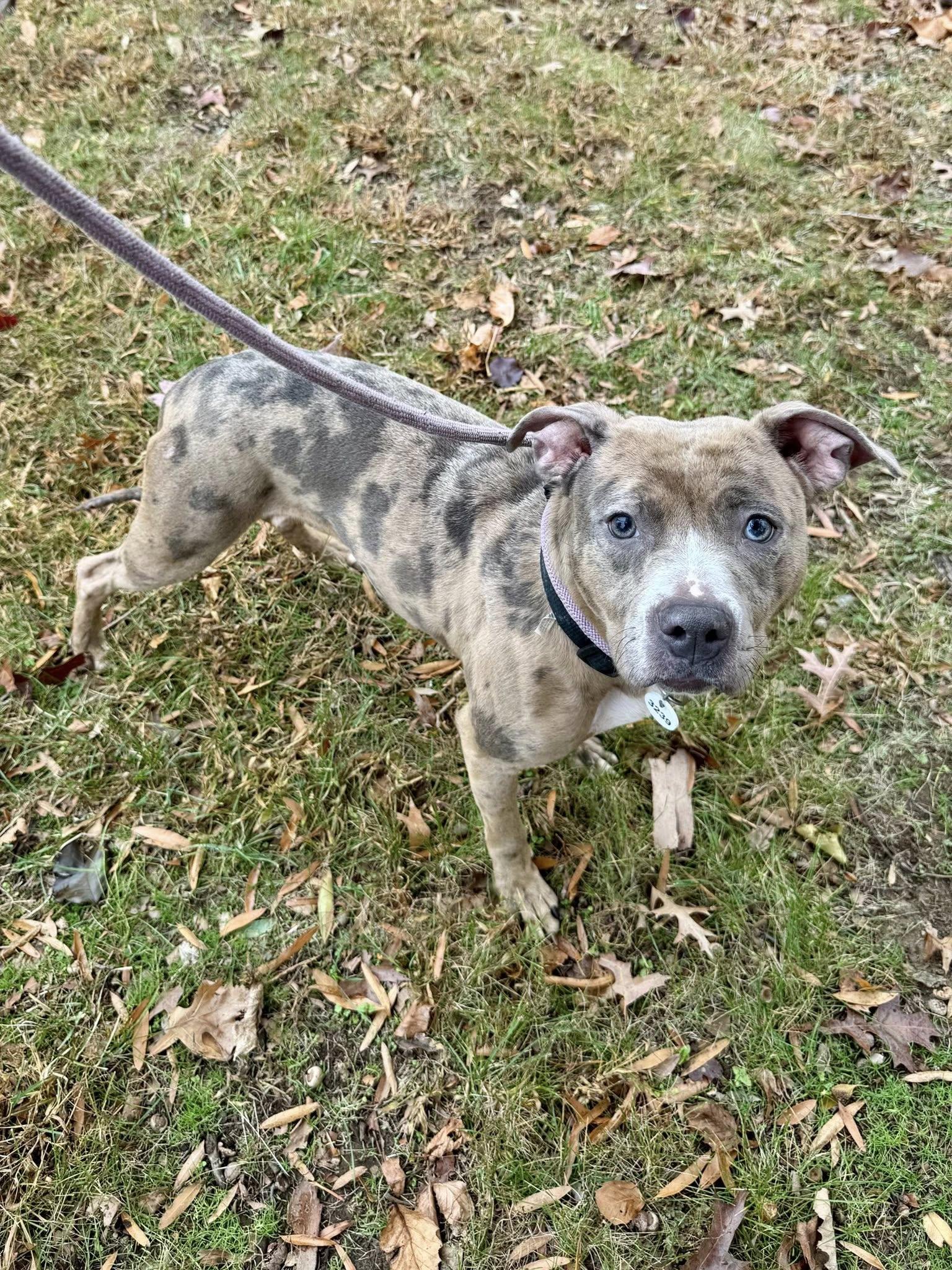 Quiche, Adoptable, Young Female Pit Bull Terrier.