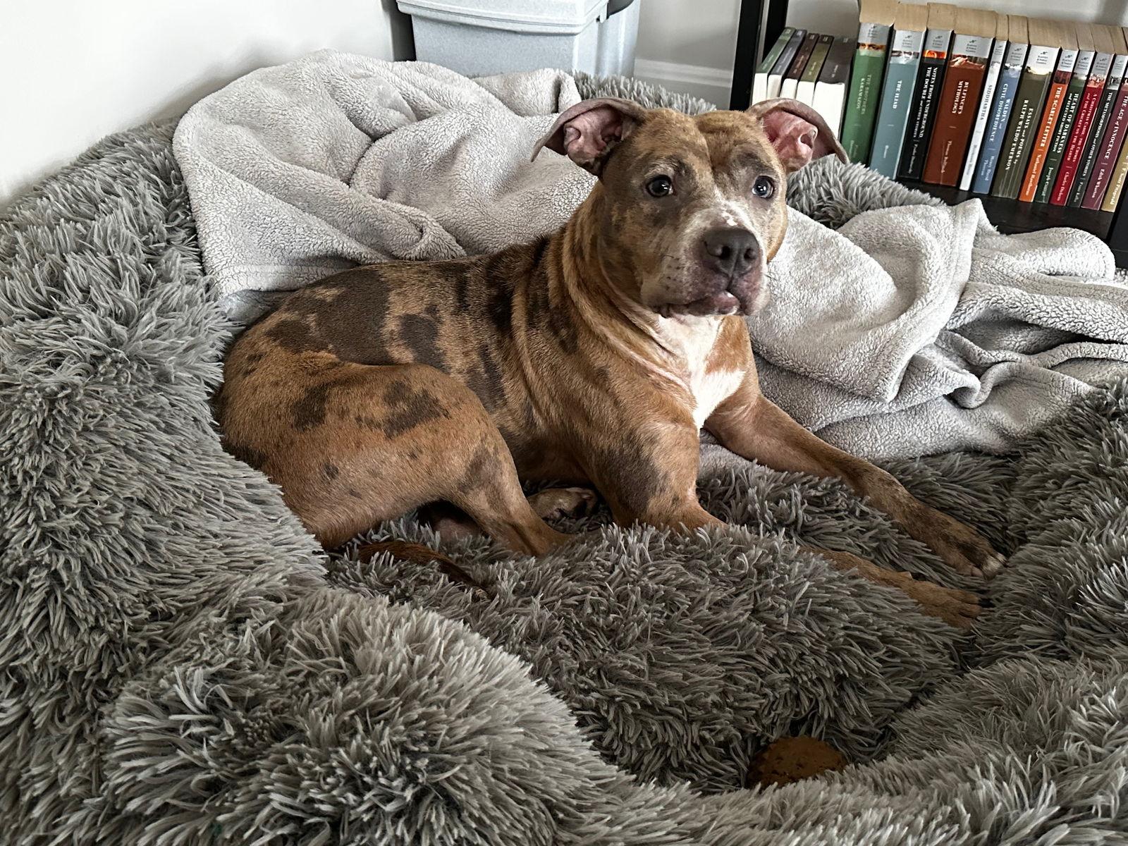 Enlarge Quiche, a Adopted Pit Bull Terrier in Rockville, MD image 2/3