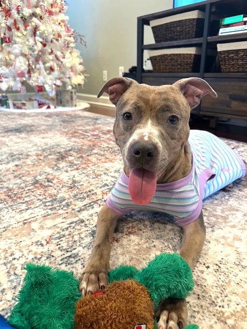 Enlarge Quiche, a Adoptable Pit Bull Terrier in Rockville, MD image 2/3
