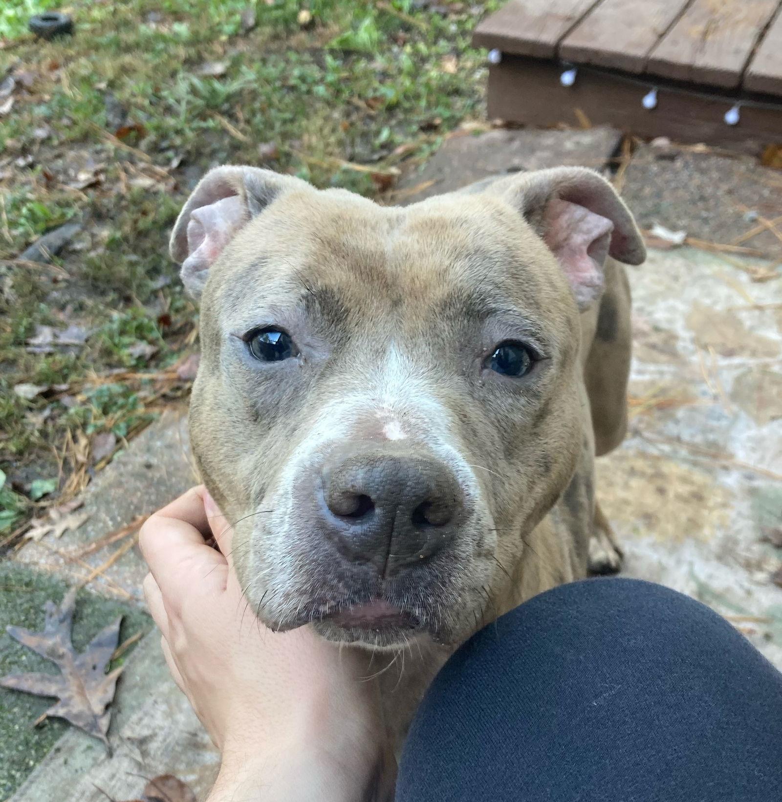 Enlarge Quiche, a Adoptable Pit Bull Terrier in Rockville, MD image 2/3