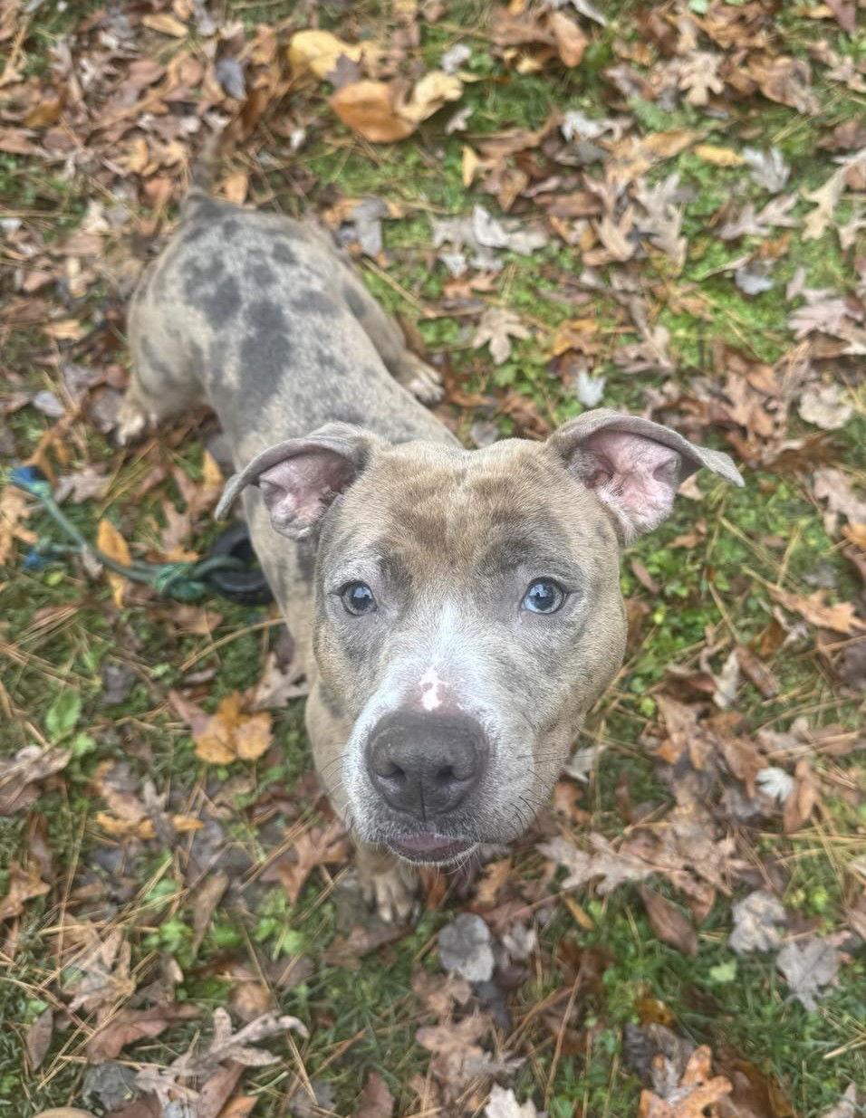 Enlarge Quiche, a Adoptable Pit Bull Terrier in Rockville, MD image 3/3