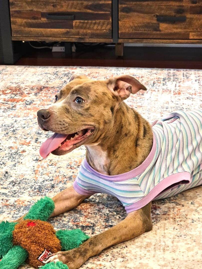 Enlarge Quiche, a Adoptable Pit Bull Terrier in Rockville, MD image 3/3