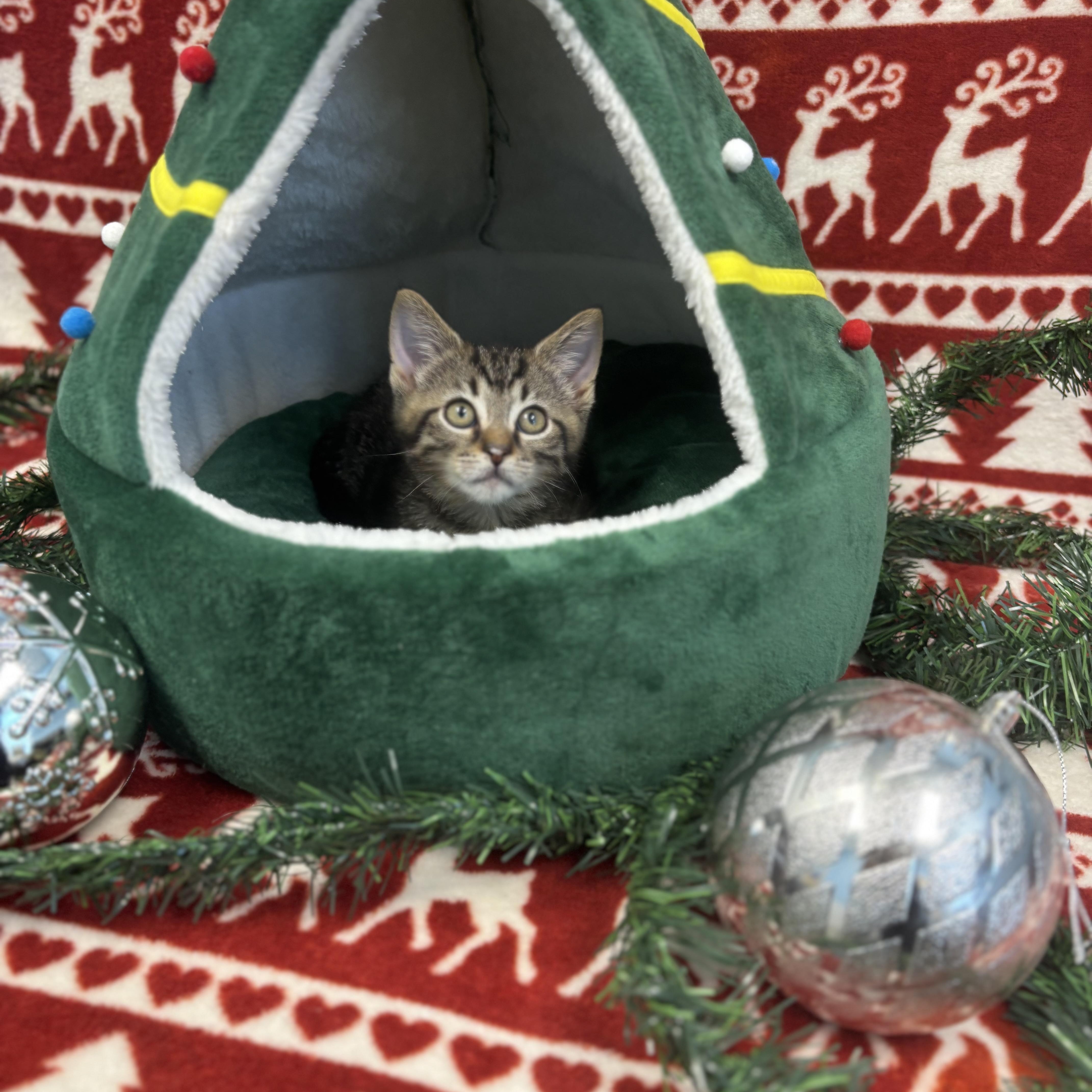 Billy, ADOPTABLE, Kitten Male Domestic Short Hair.