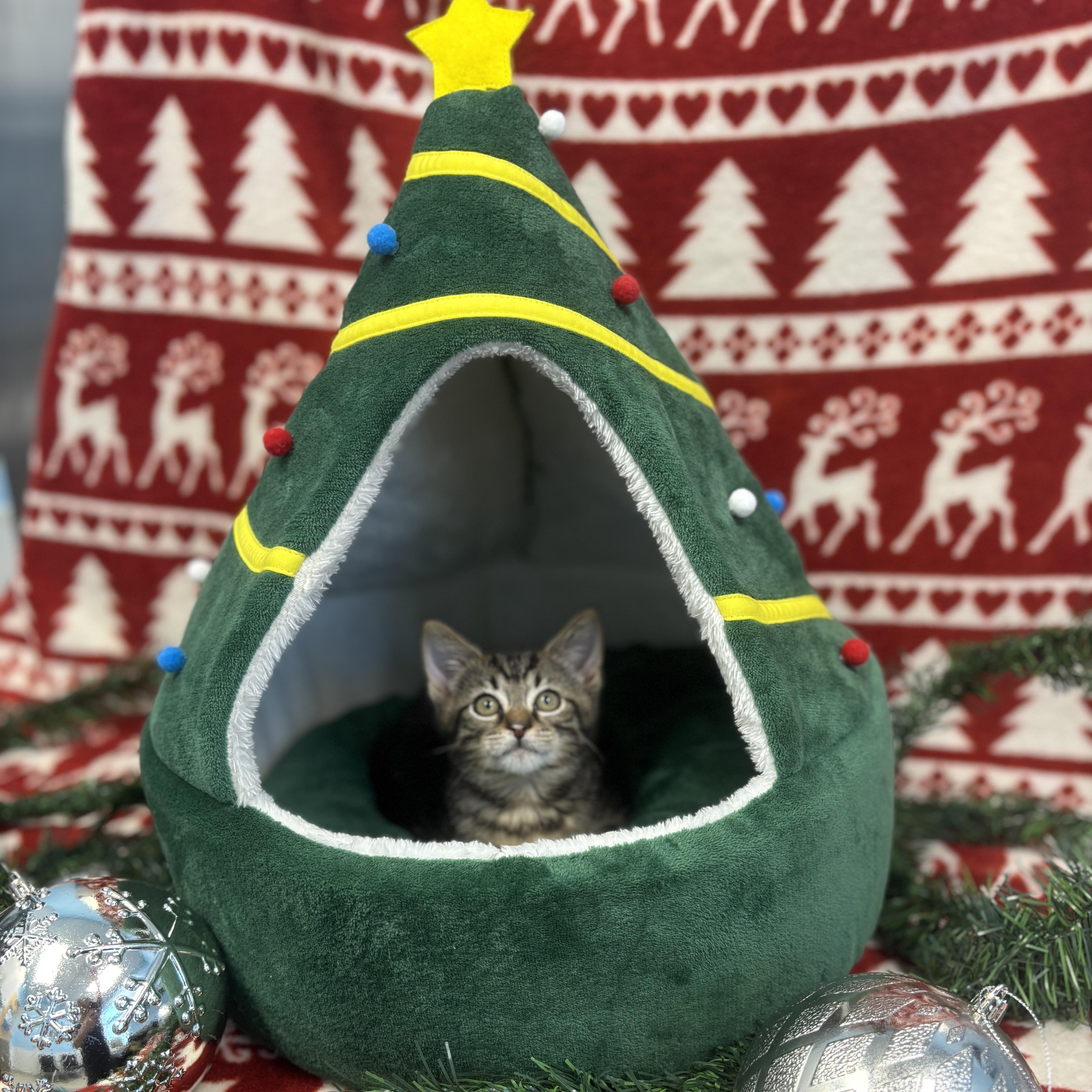 Billy, a ADOPTABLE Domestic Short Hair in Bear, DE image 2/2