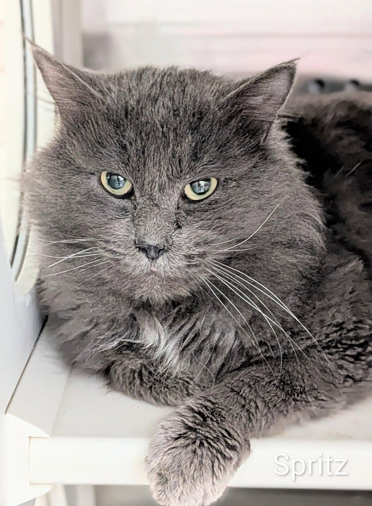 Spritz, ADOPTABLE, Adult Male Domestic Long Hair.