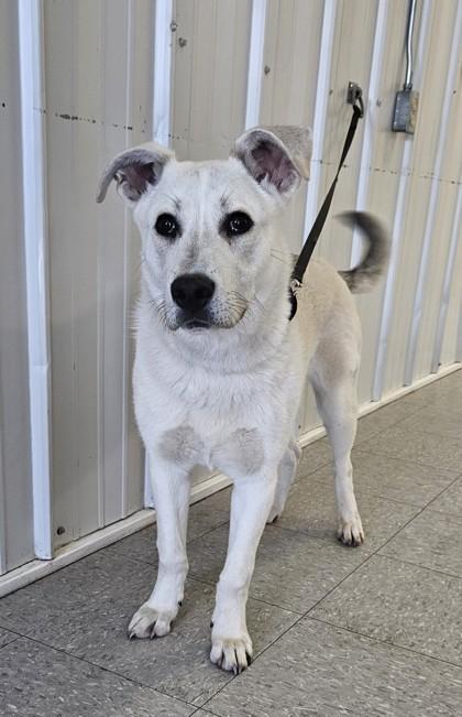 Niko, Adoptable, Adult Male Retriever & Mixed Breed.