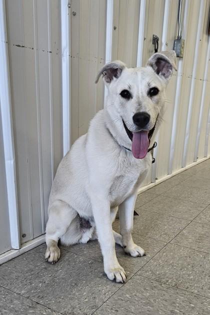 Niko, a Adoptable mixed breed in Freeport, IL image 3/3