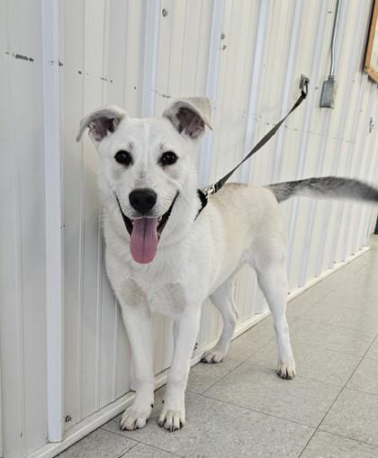 Niko, a Adoptable mixed breed in Freeport, IL image 3/3