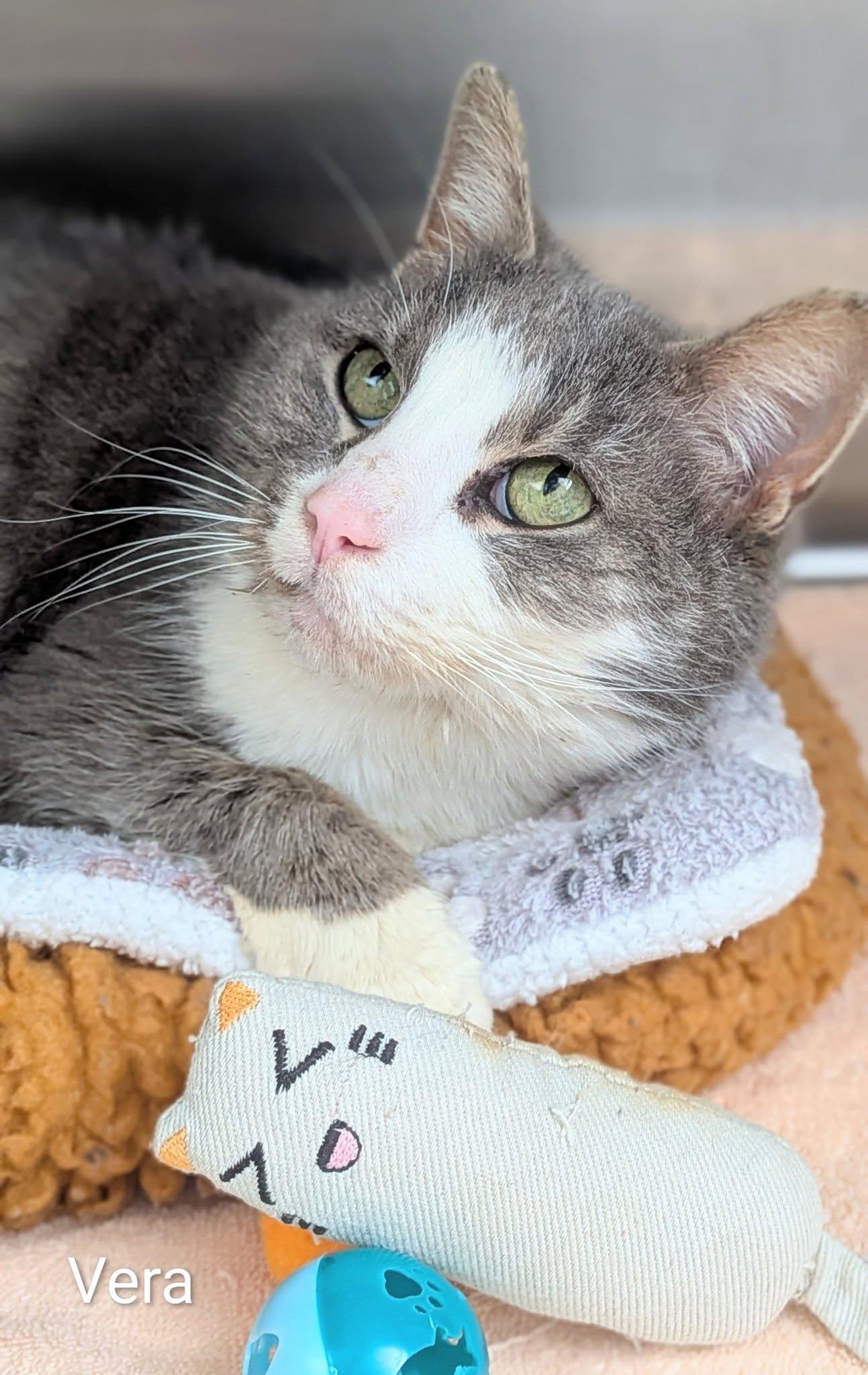Vera, ADOPTABLE, Adult Female Domestic Medium Hair.