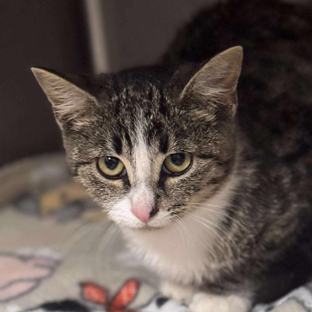 Harpo, Adoptable, Young Female Domestic Short Hair.