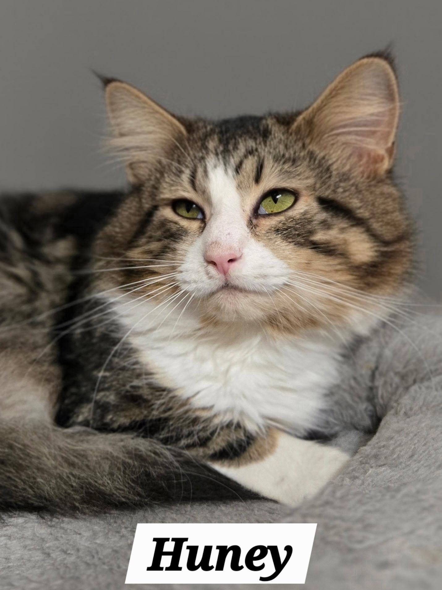 Enlarge Huney, an adopted Domestic Medium Hair in Chilliwack, BC image 1/1