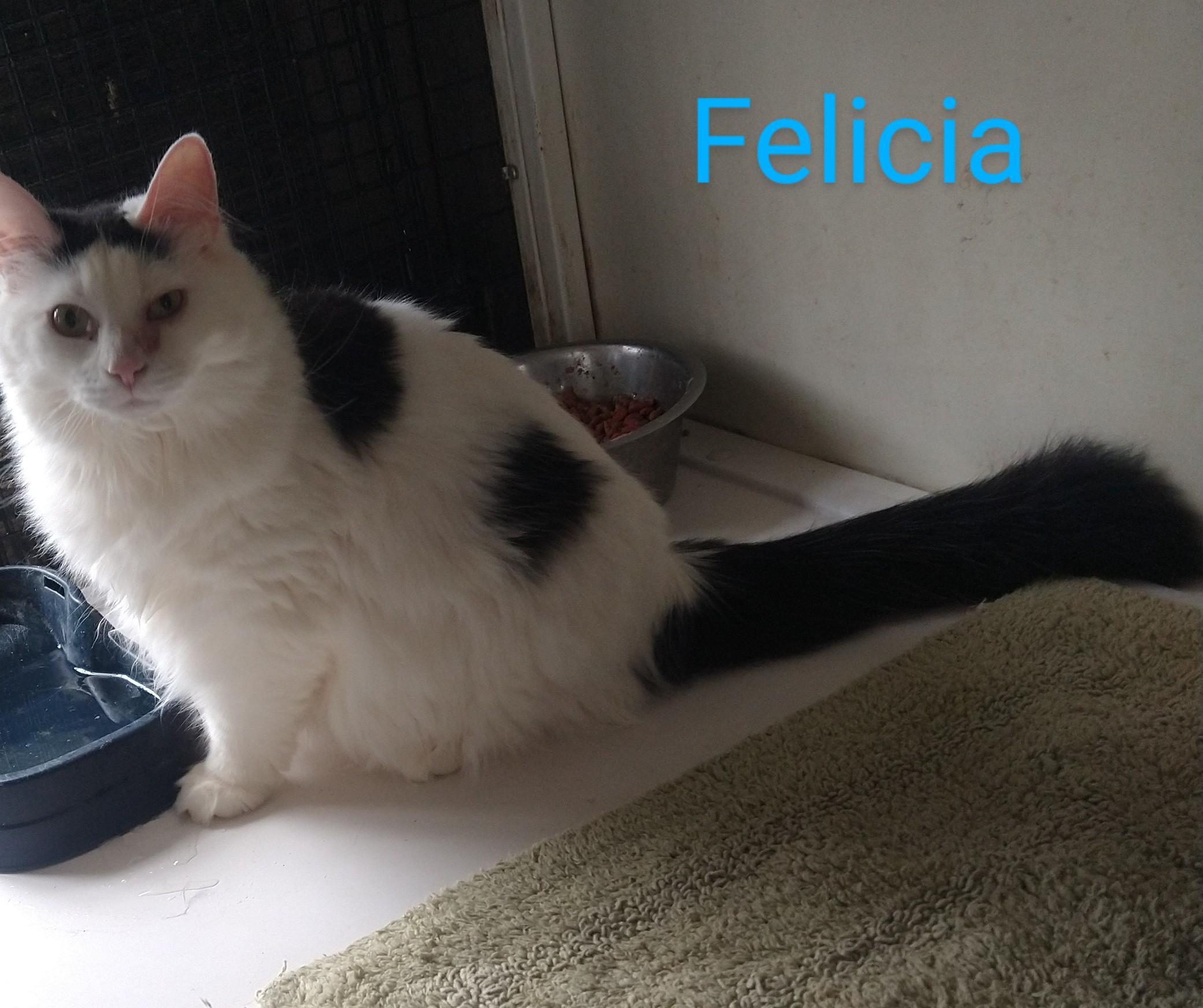 Felicia, Adoptable, Adult Female Tabby & Domestic Medium Hair.