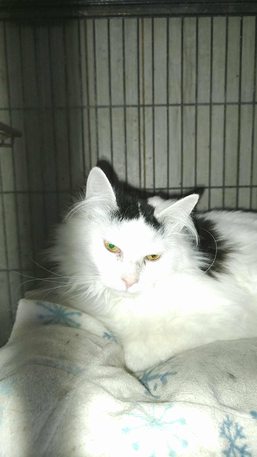 Felicia, a Adoptable mixed breed in Fair Oaks, IN image 3/4