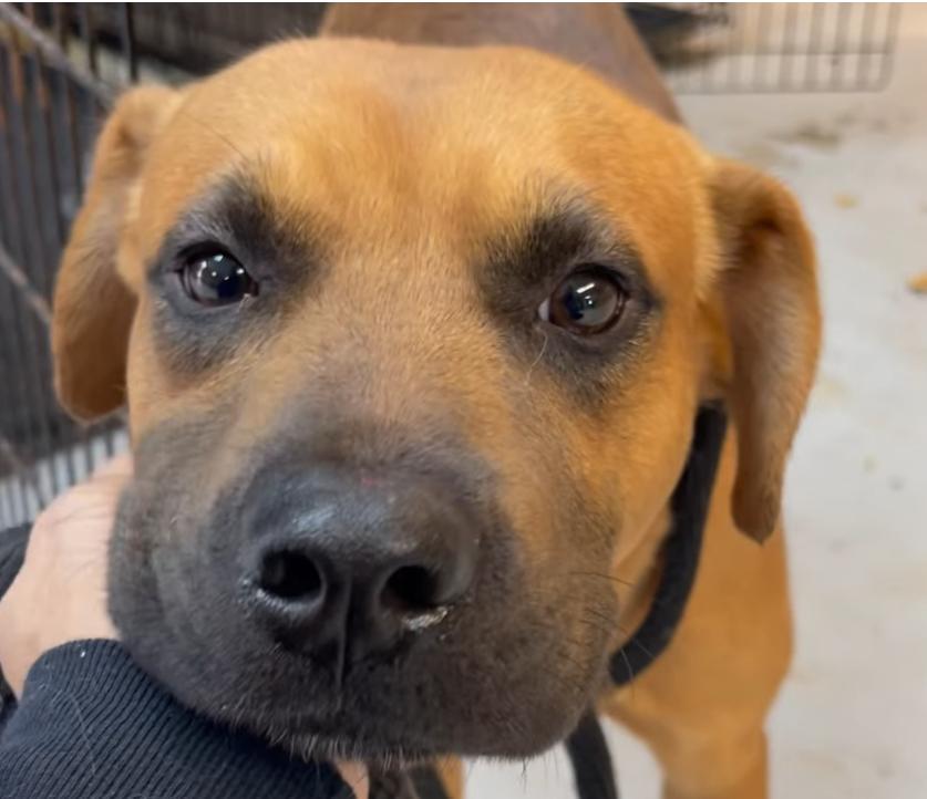 Nolan ID#24407D, Young Male Mixed Breed