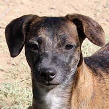 Olivia, Adoptable, Adult Female Dachshund.