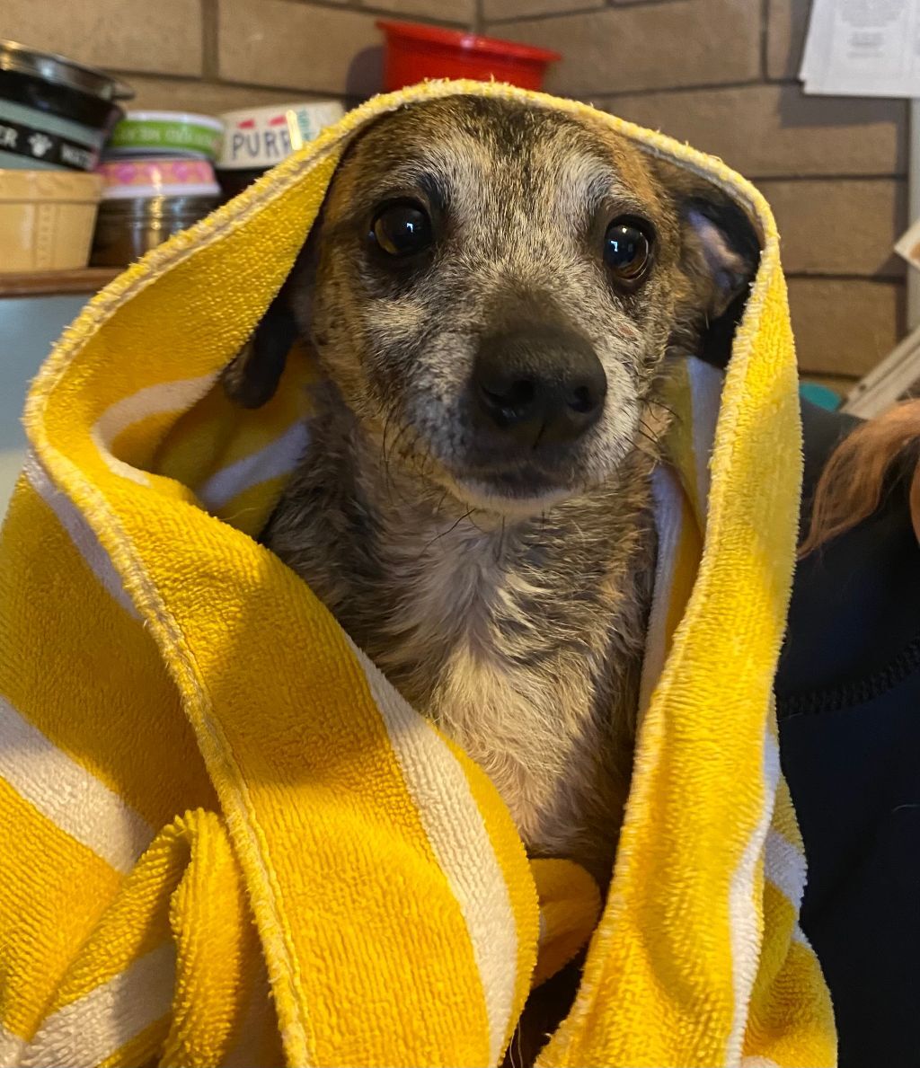 Olivia, a Adoptable mixed breed in Phoenix, AZ image 5/6