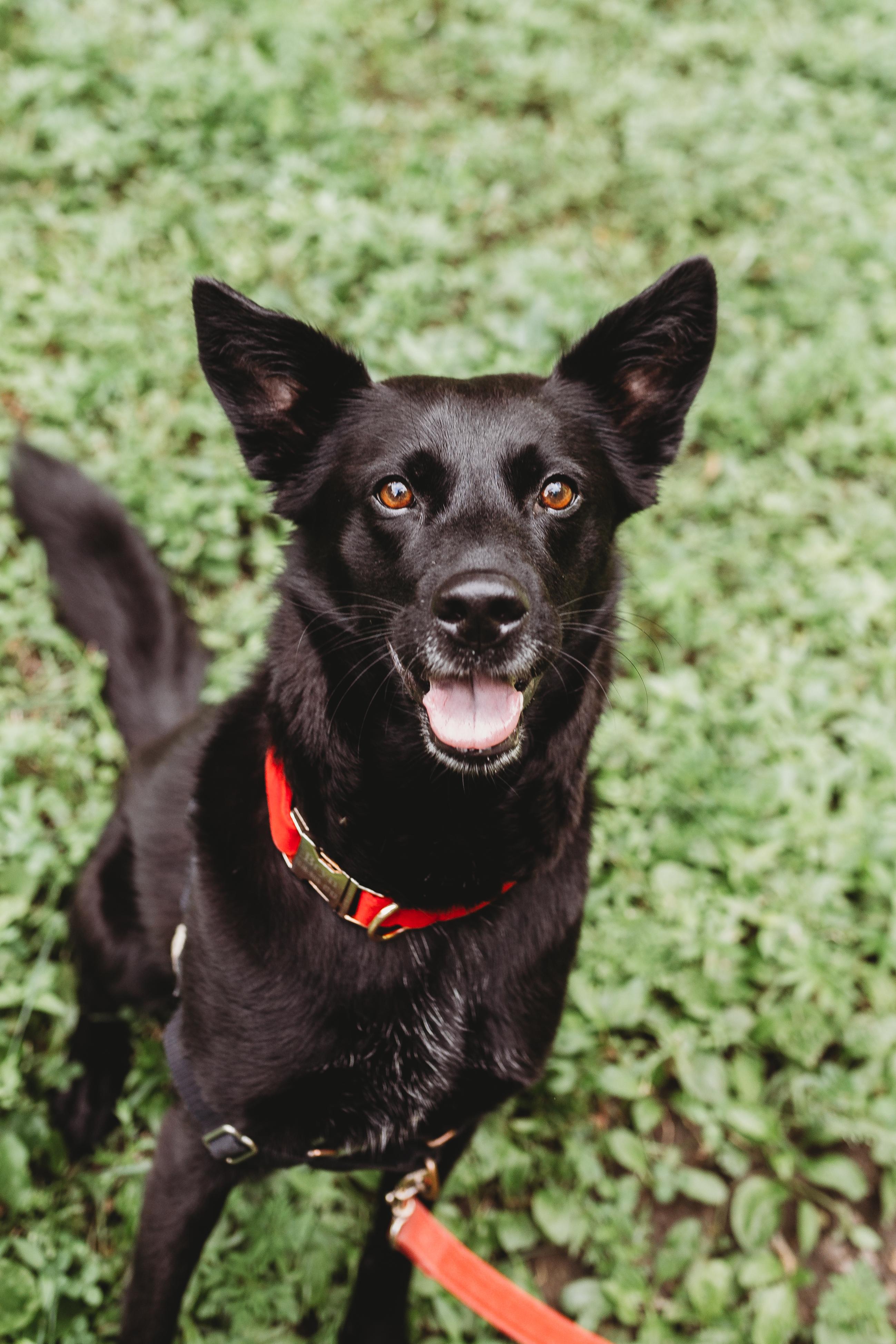 Bryn, a Adoptable Mixed Breed in Mont-Royal, QC image 1/4