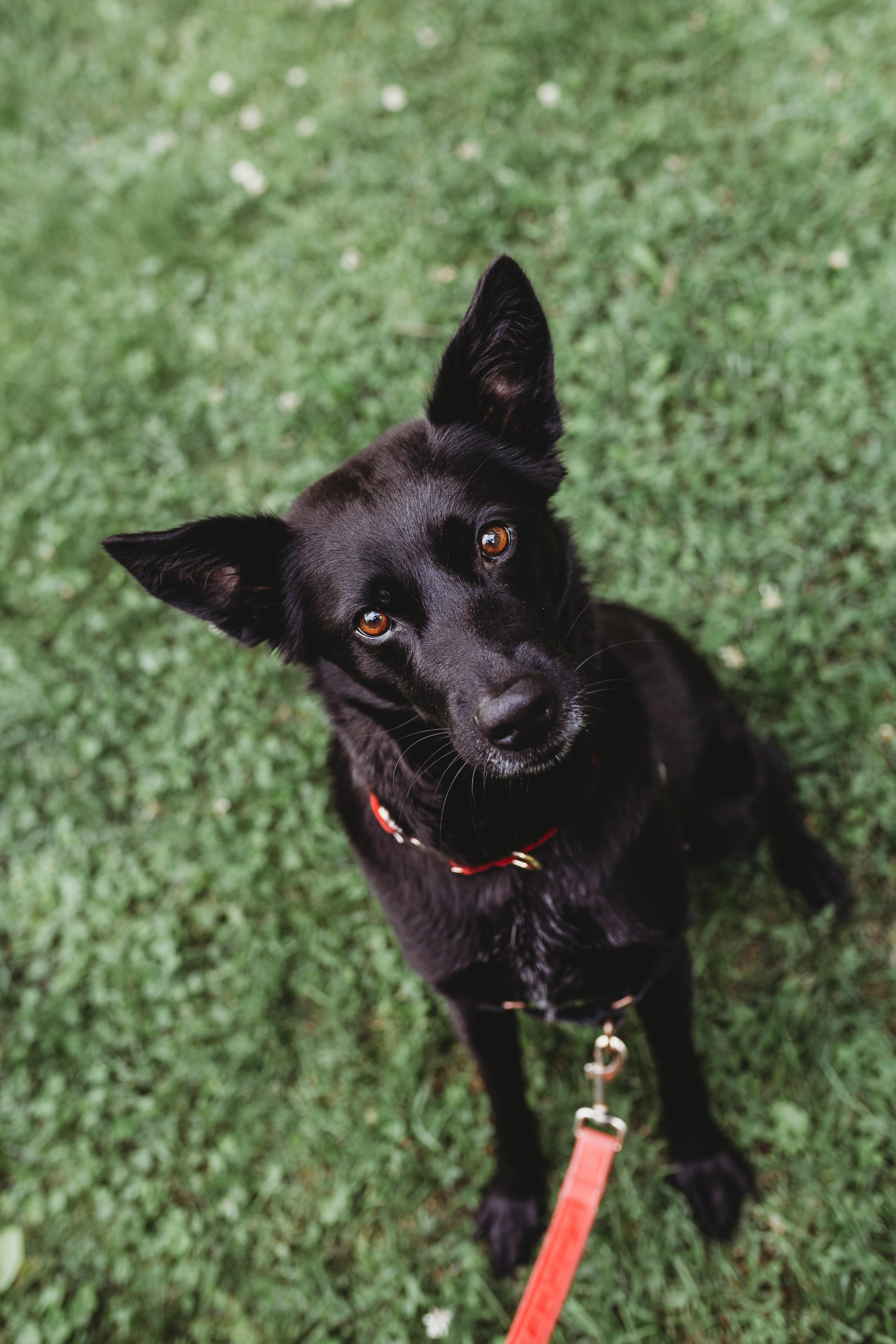 Bryn, a Adoptable Mixed Breed in Mont-Royal, QC image 2/4