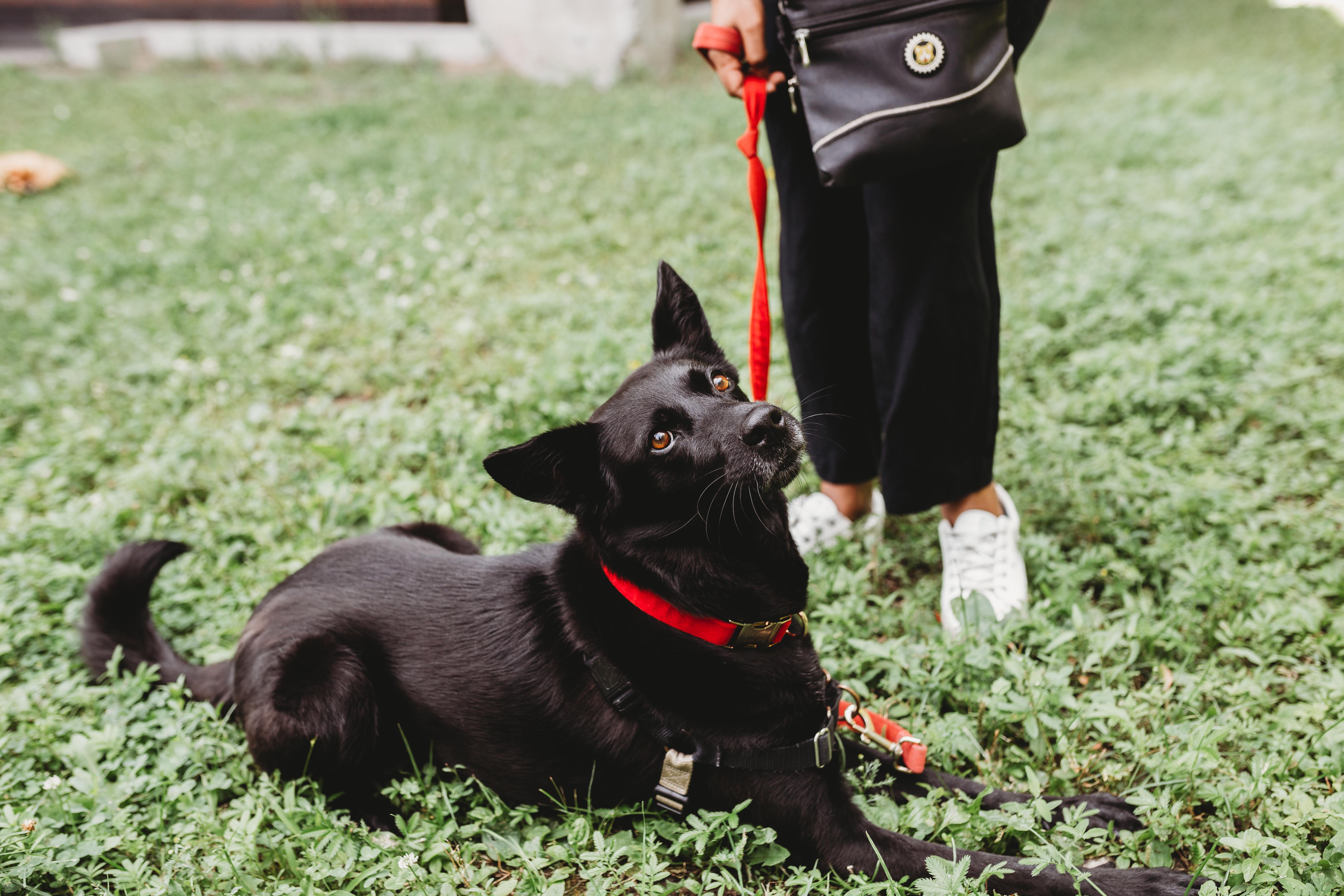Bryn, a Adoptable Mixed Breed in Mont-Royal, QC image 3/4