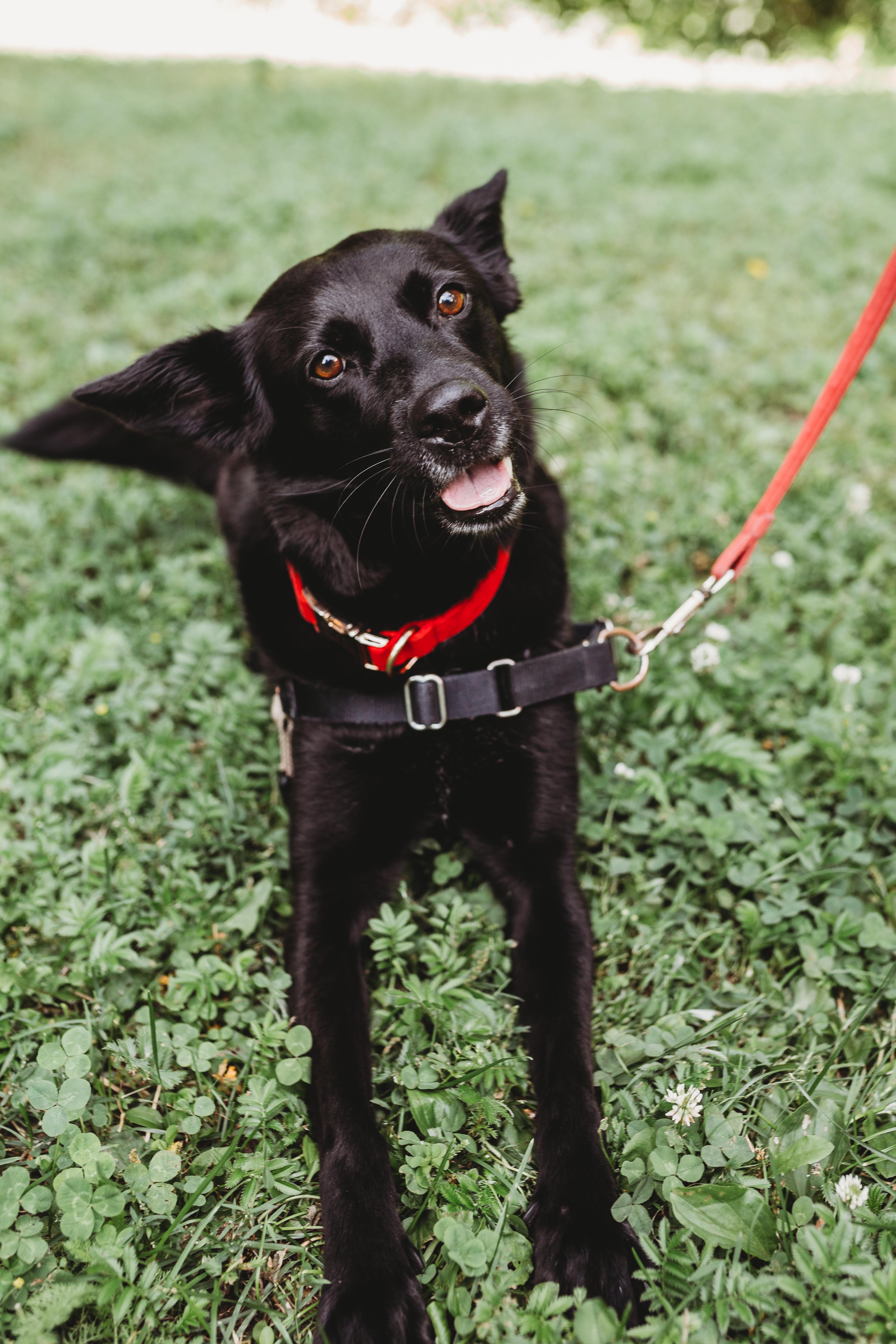 Bryn, a Adoptable Mixed Breed in Mont-Royal, QC image 4/4