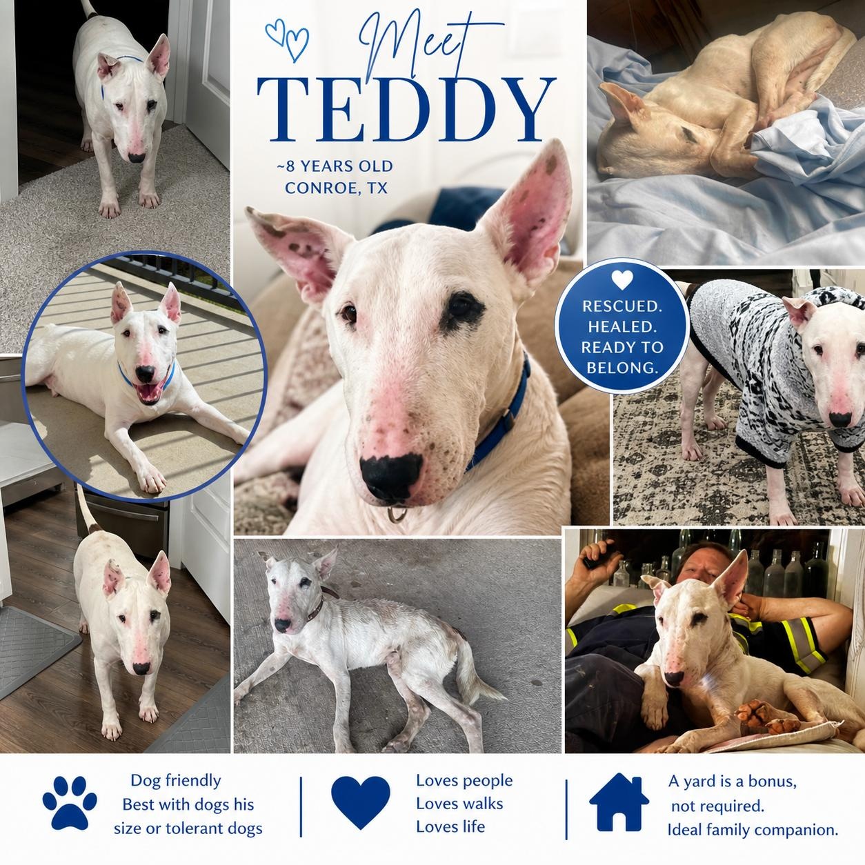 Teddy (Bones), ADOPTABLE, Adult Male Bull Terrier.