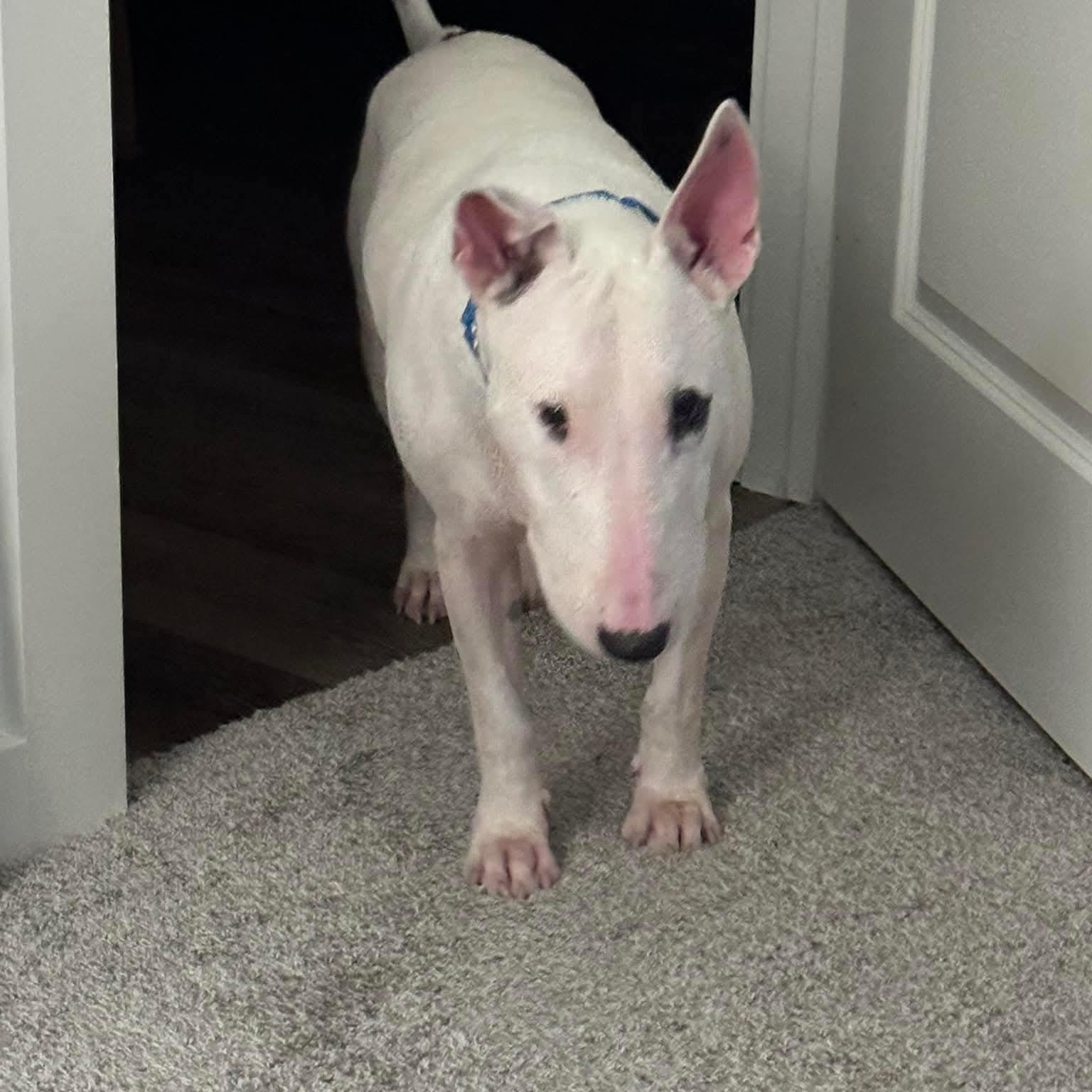 Enlarge Teddy (Bones), a ADOPTABLE Bull Terrier in Houston, TX image 3/4