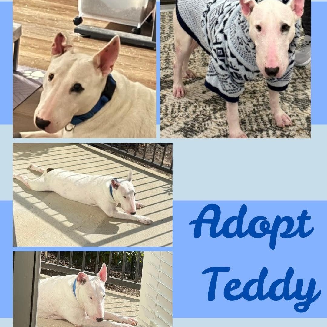 Enlarge Teddy (Bones), a ADOPTABLE Bull Terrier in Houston, TX image 2/4