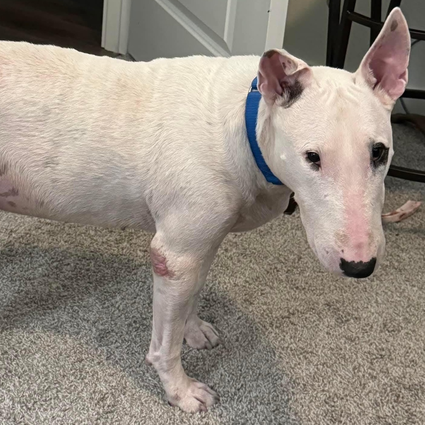 Enlarge Teddy (Bones), a ADOPTABLE Bull Terrier in Houston, TX image 4/4