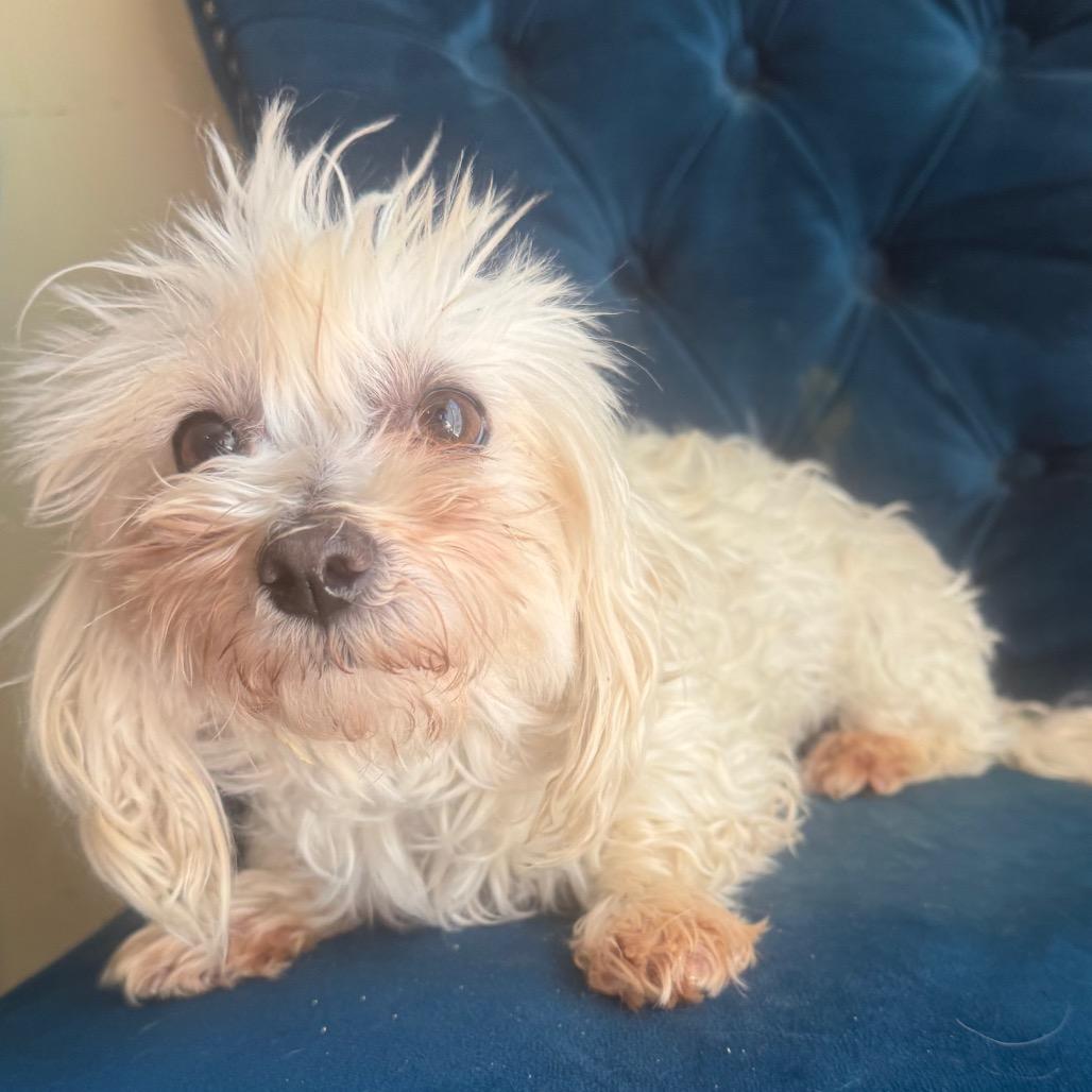 Enlarge Taffy, a ADOPTABLE Maltese in Zionsville, IN image 1/1